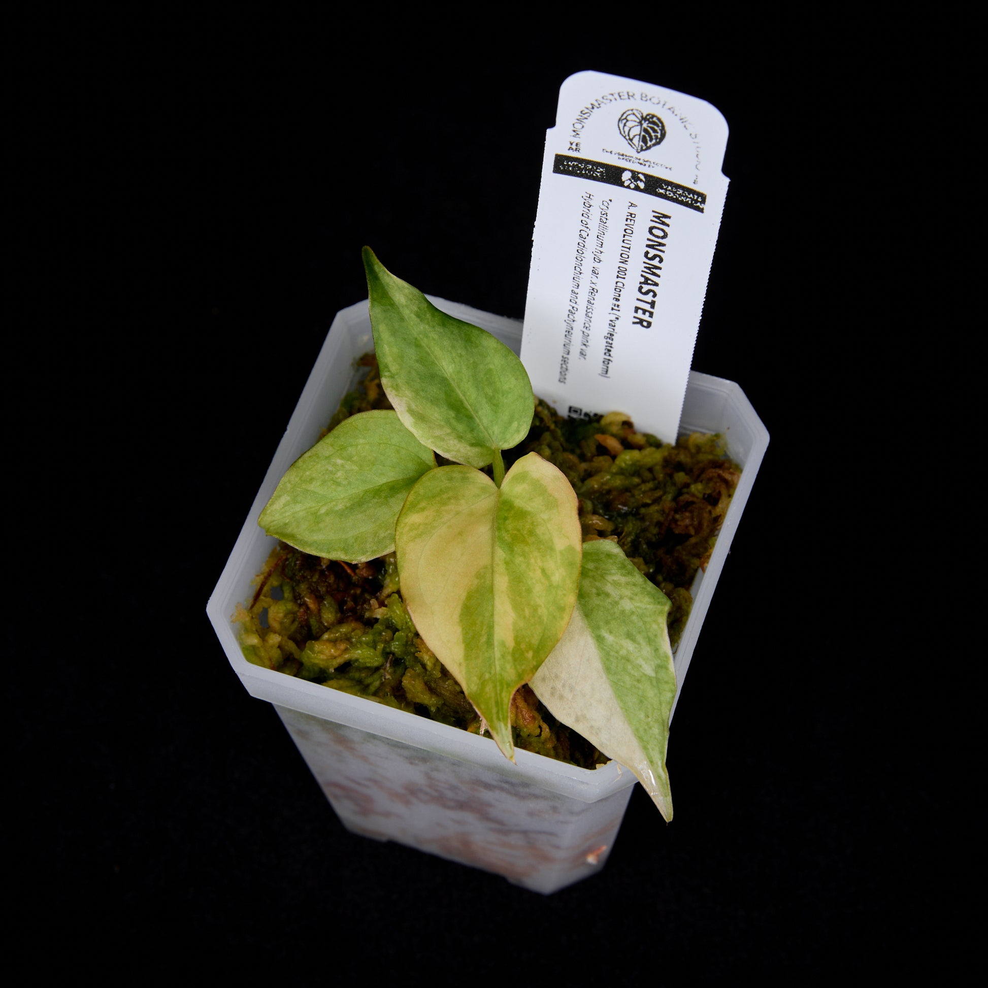 Anthurium Revolution 001 #1 Clone