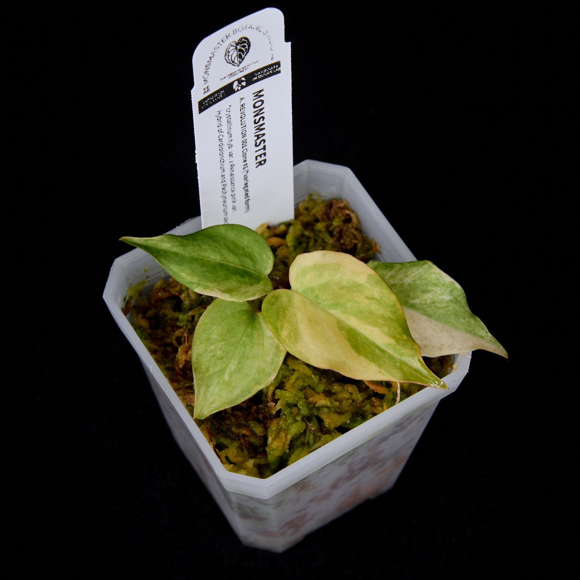 Anthurium Revolution 001 #1 Clone
