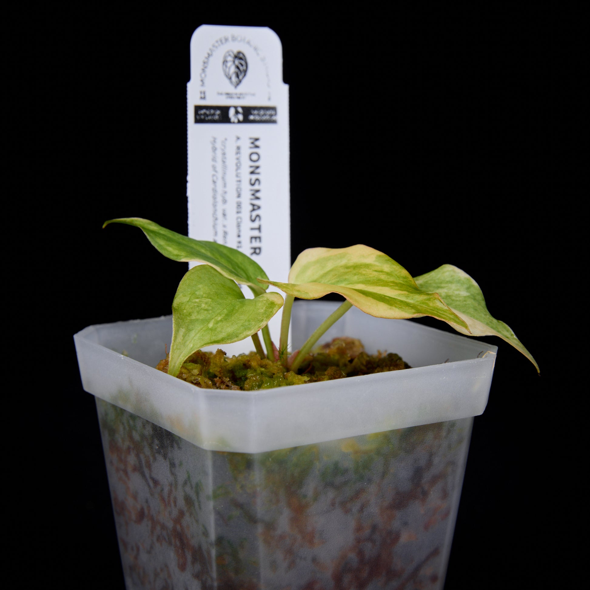Anthurium Revolution 001 #1 Clone