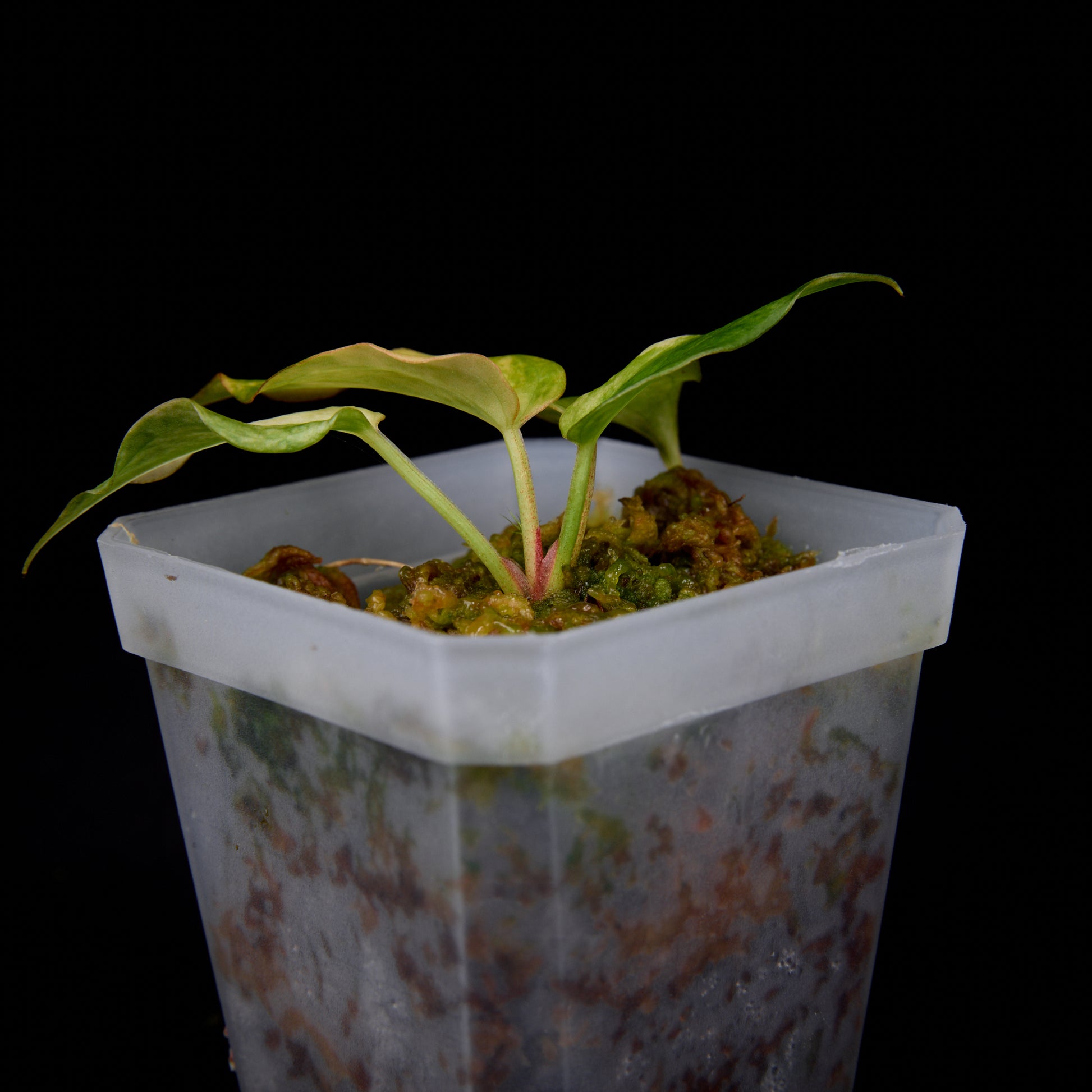Anthurium Revolution 001 #1 Clone