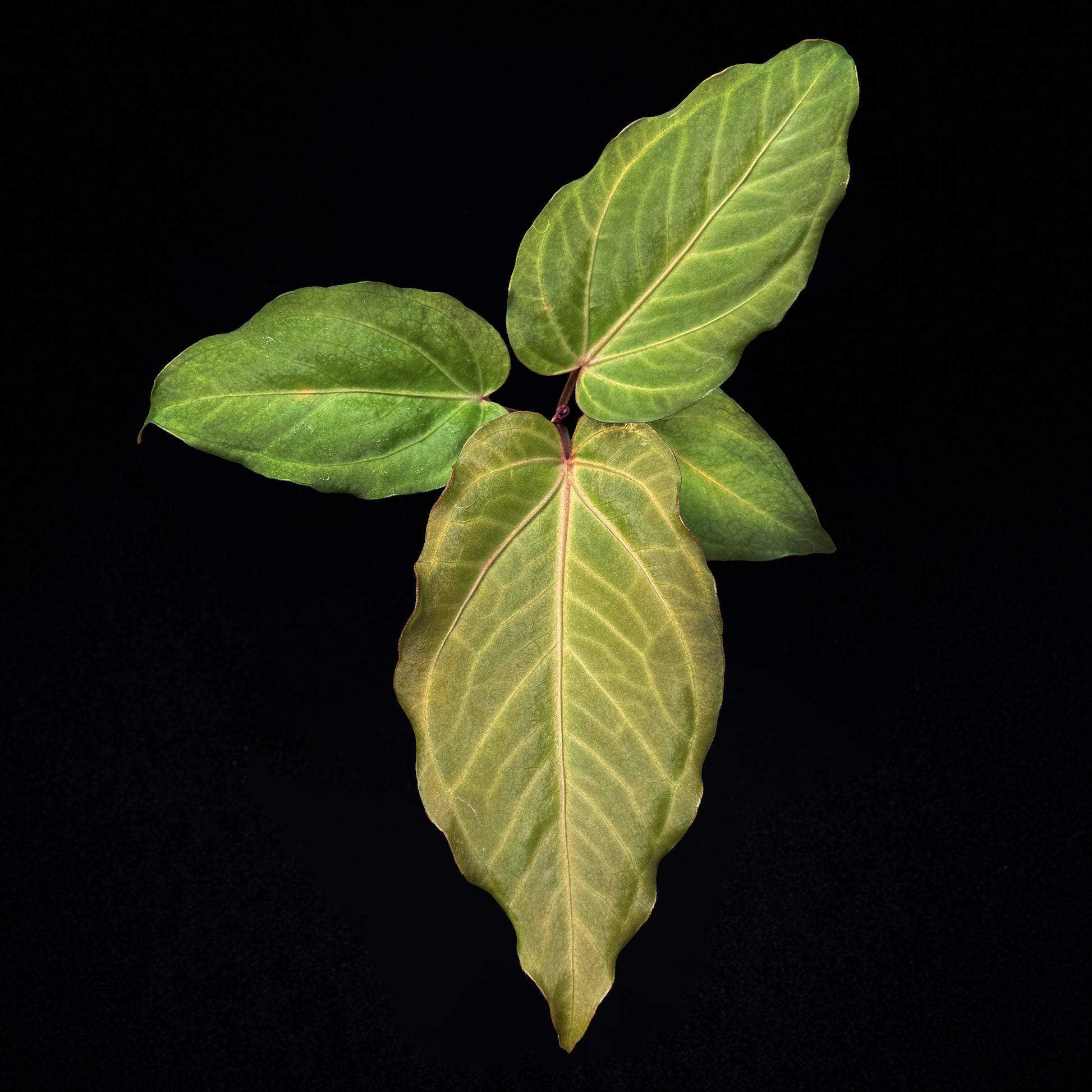 Anthurium Revolution 002 #2 Clone