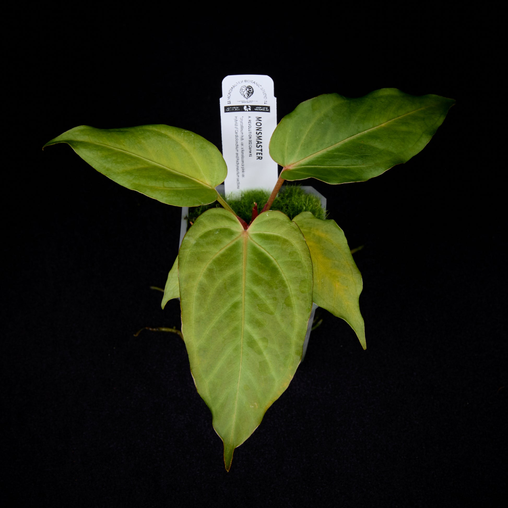 Anthurium Revolution 002 #1 Clone