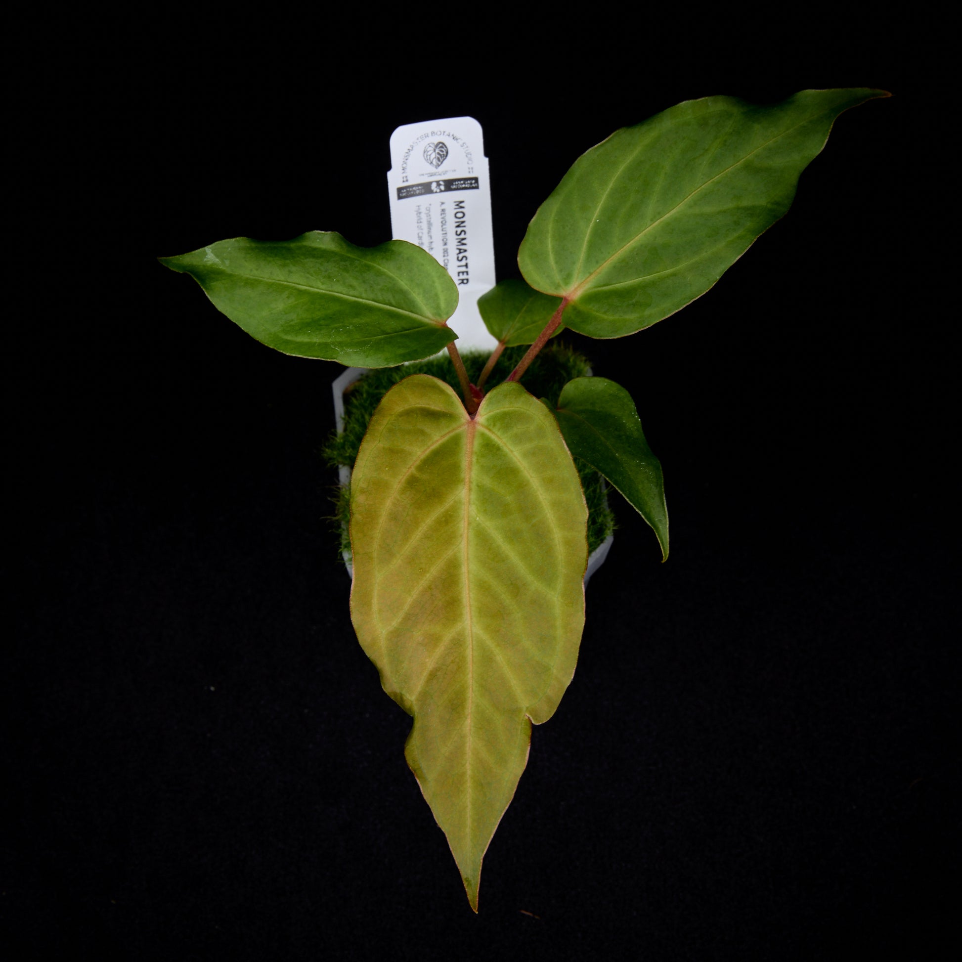 Anthurium Revolution 002 #2 Clone