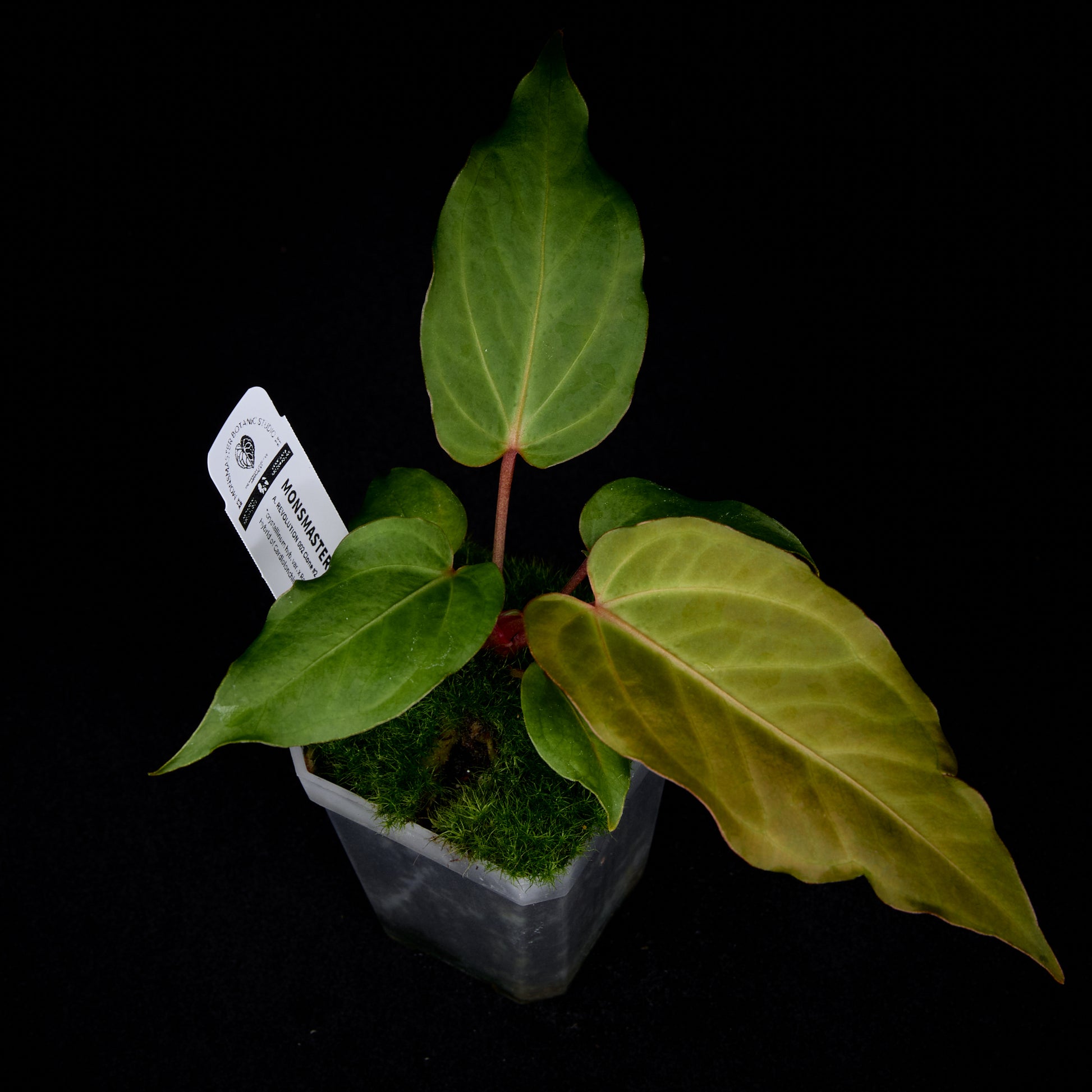 Anthurium Revolution 002 #2 Clone
