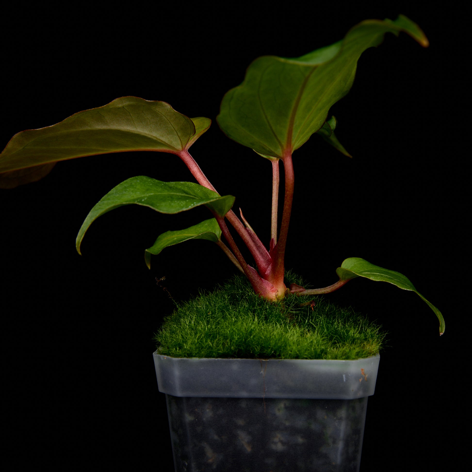 Anthurium Revolution 002 #2 Clone