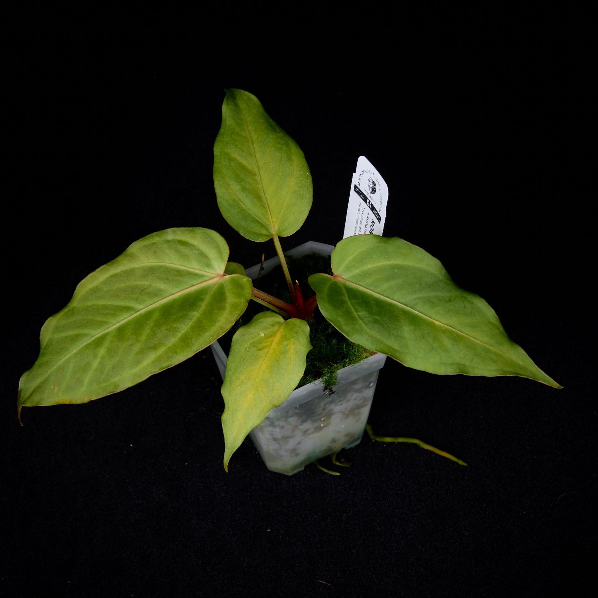Anthurium Revolution 002 #1 Clone
