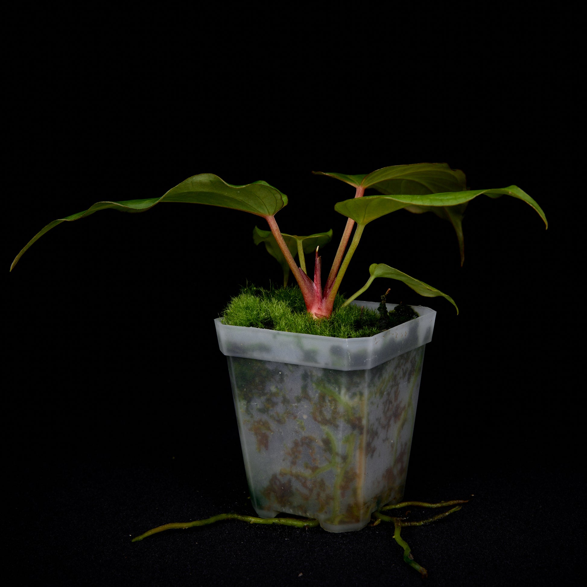 Anthurium Revolution 002 #1 Clone