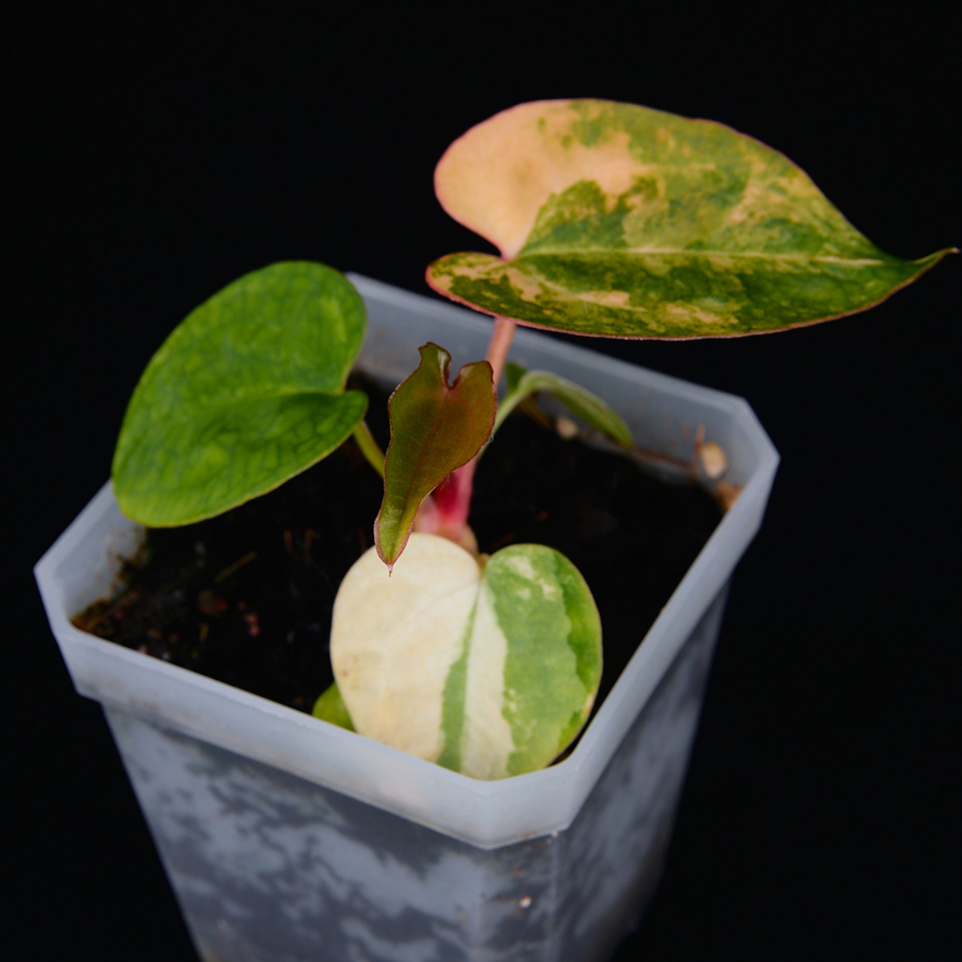 Anthurium 'AM2(Sunset)' x AOS Seedlings