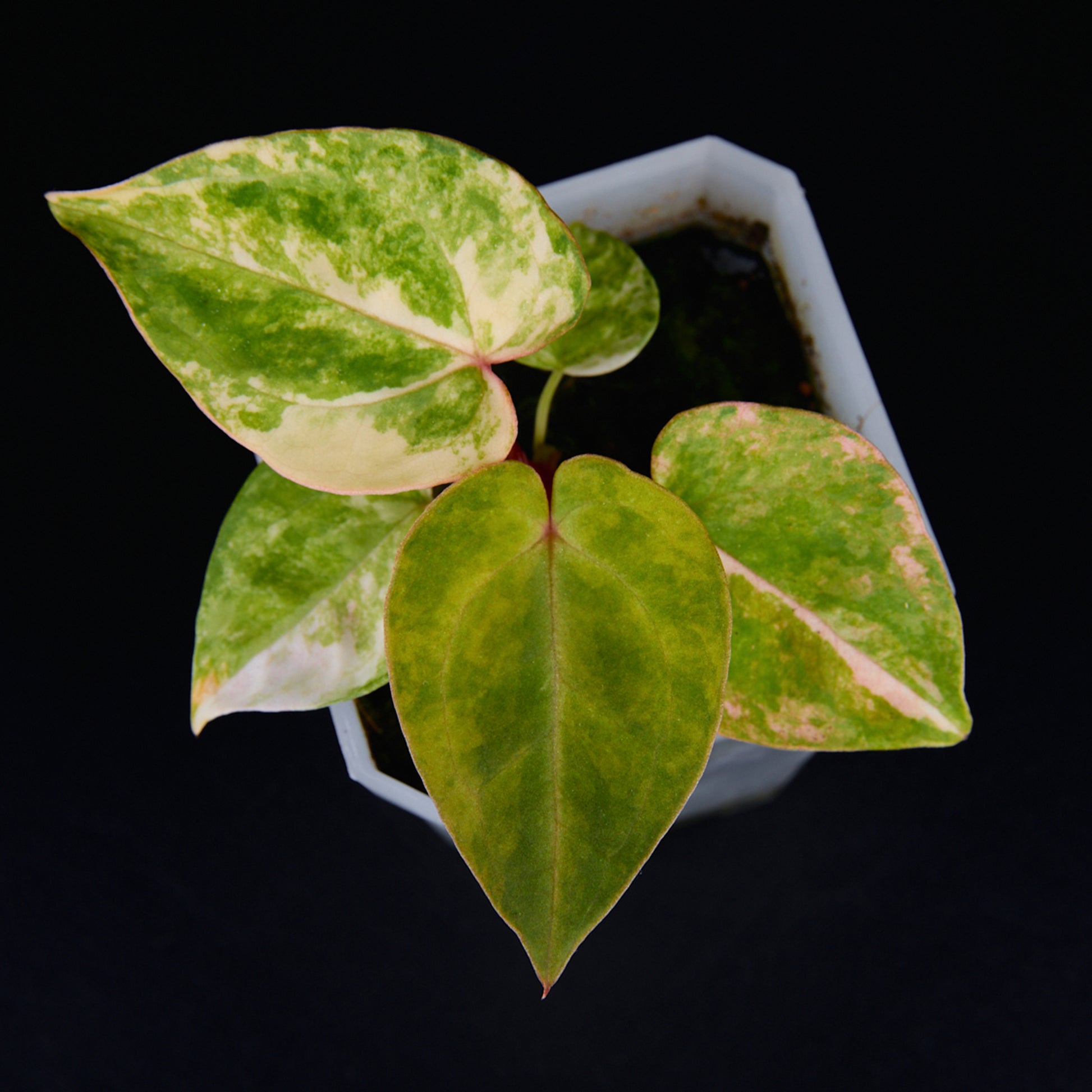 Anthurium 'AM2(Sunset)' x magnificum Seedlings