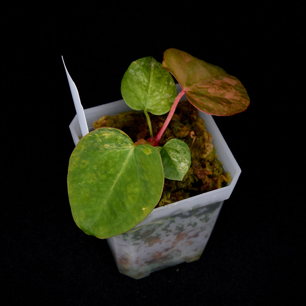 Anthurium Phoenix x Ree Gardens pap. seedlings #2