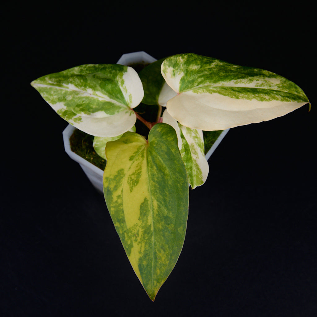 Anthurium 'AM2(Sunset)' x subsignatum Seedlings