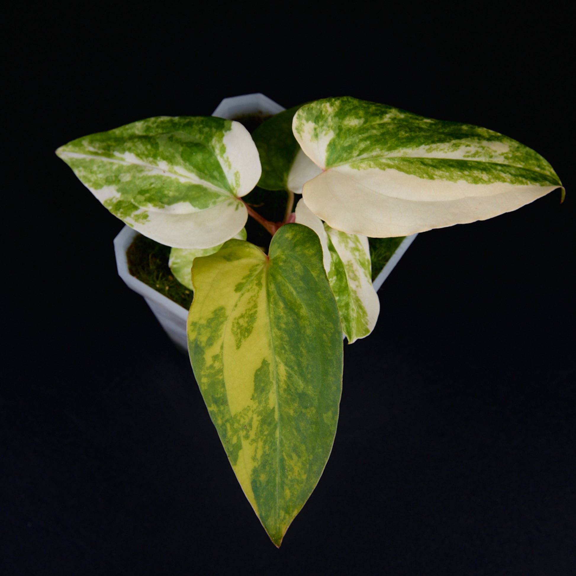 Anthurium 'AM2(Sunset)' x subsignatum Seedlings