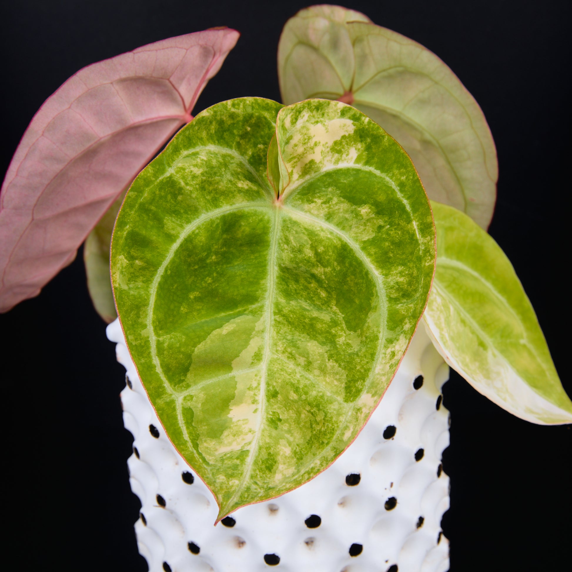 Anthurium 'AM2(Sunset)' A