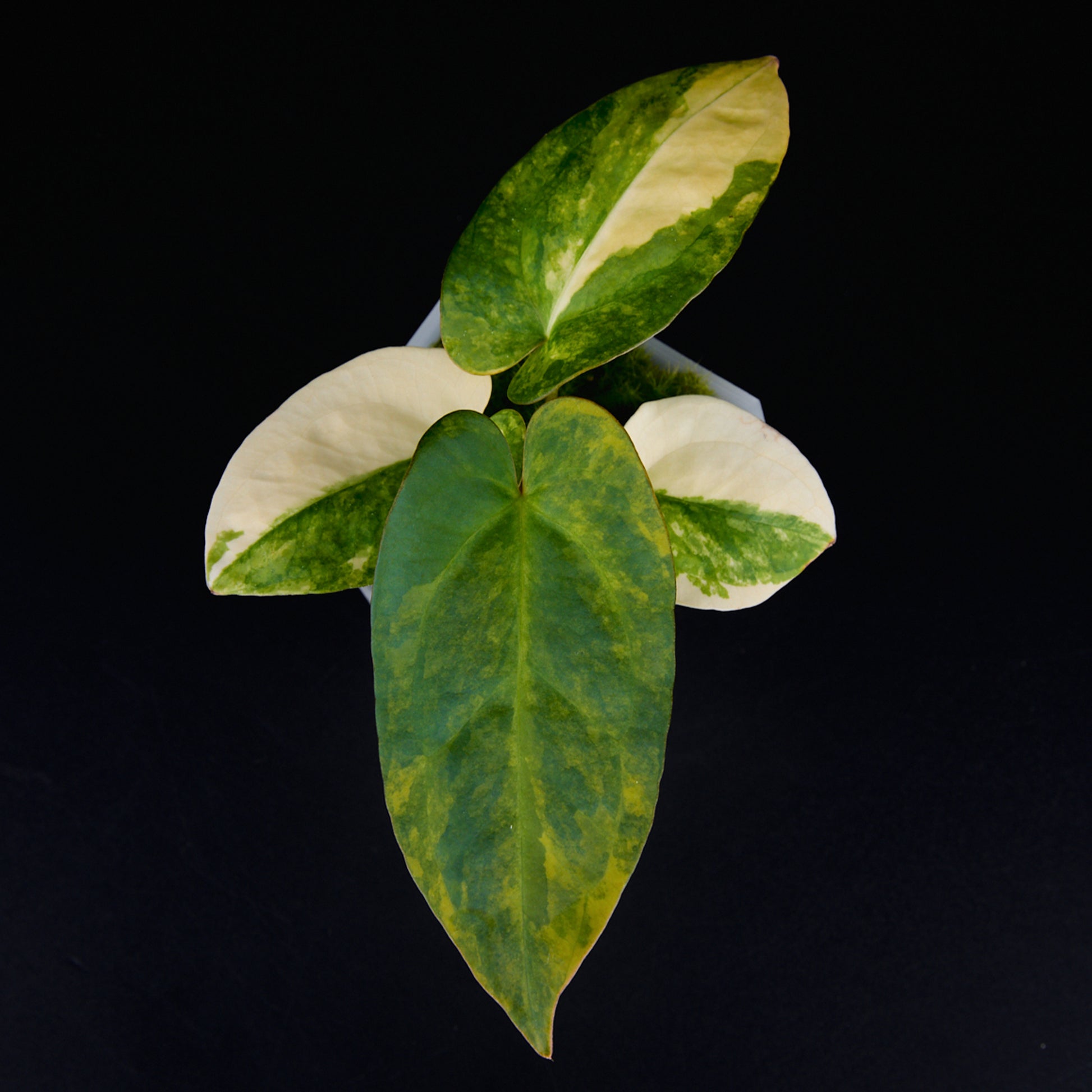 Anthurium 'AM1(Kaiser)' x subsignatum Seedlings
