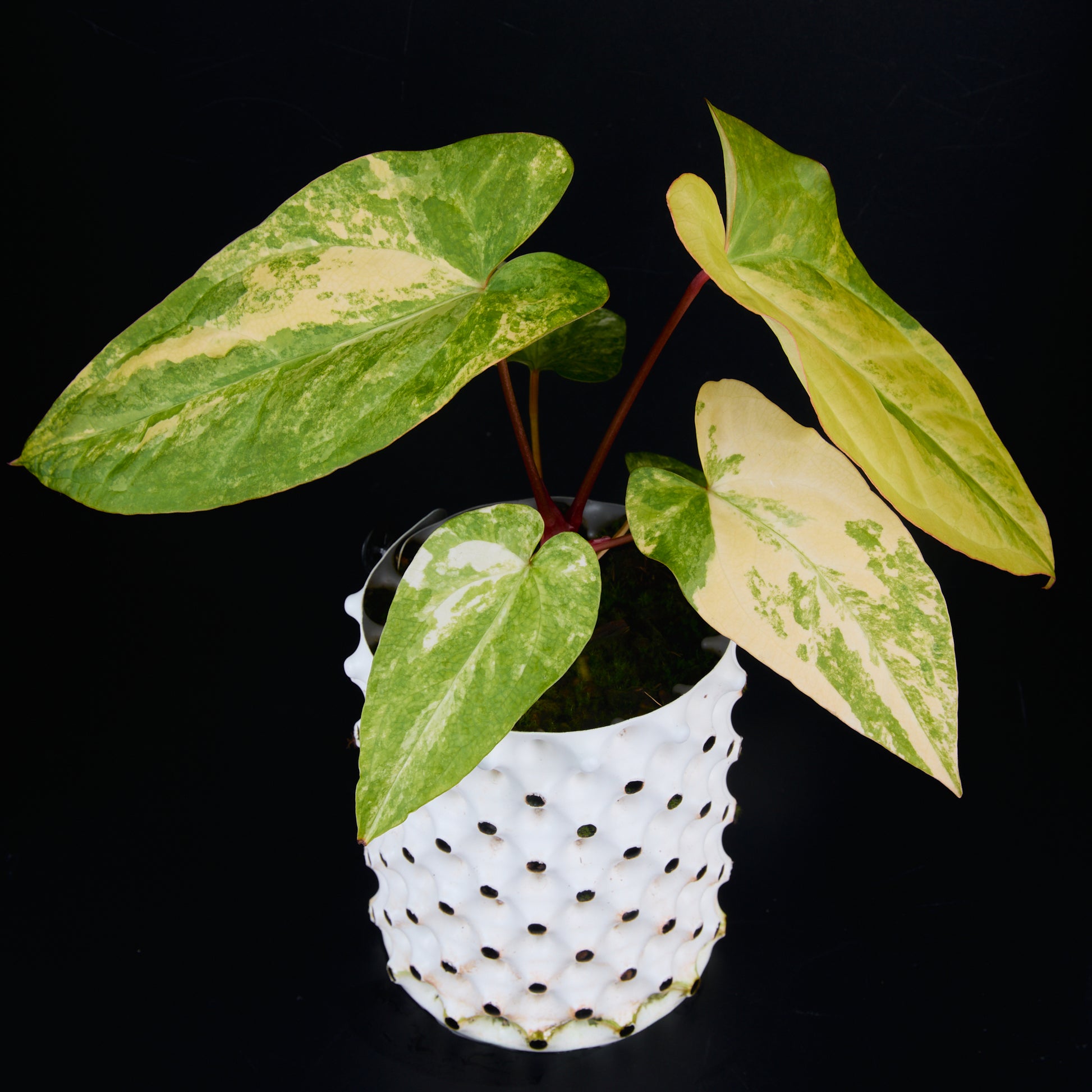 Anthurium 'AM1(Kaiser)' x subsignatum A