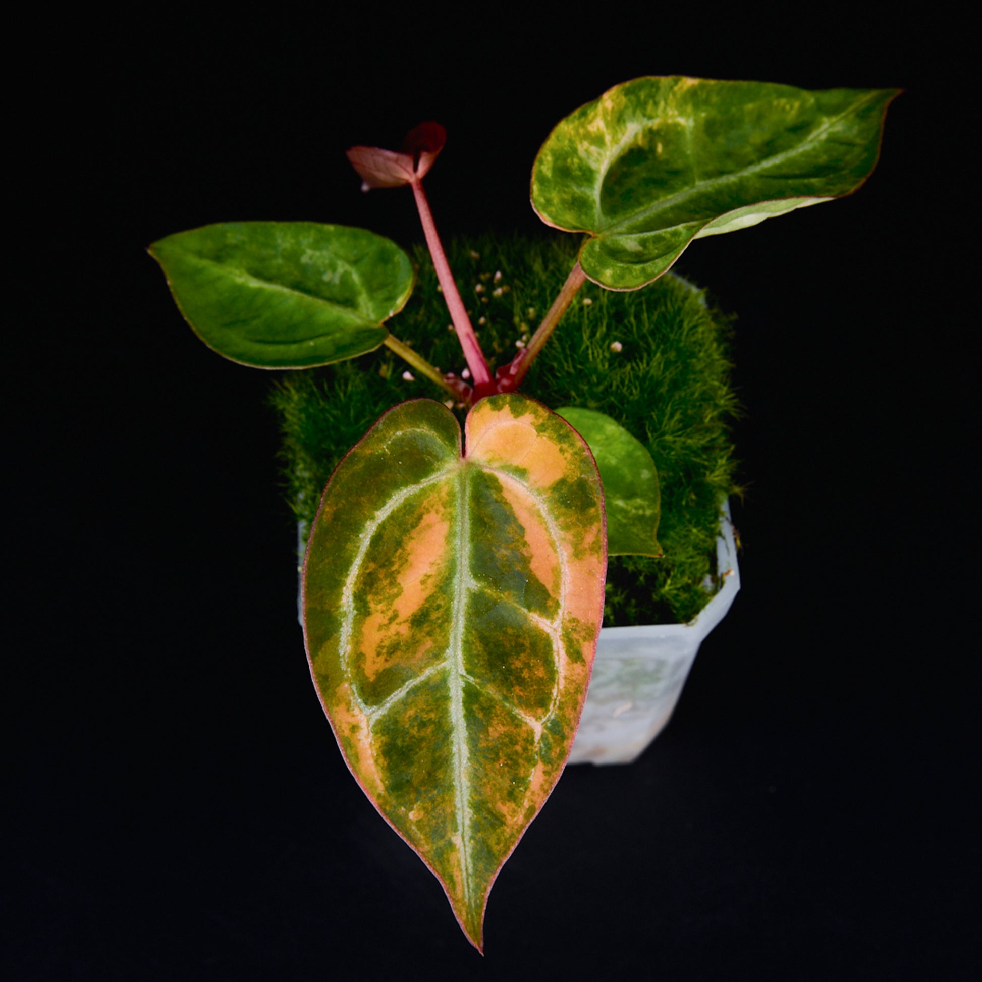 Anthurium 'AM2(Sunset)' Seedlings