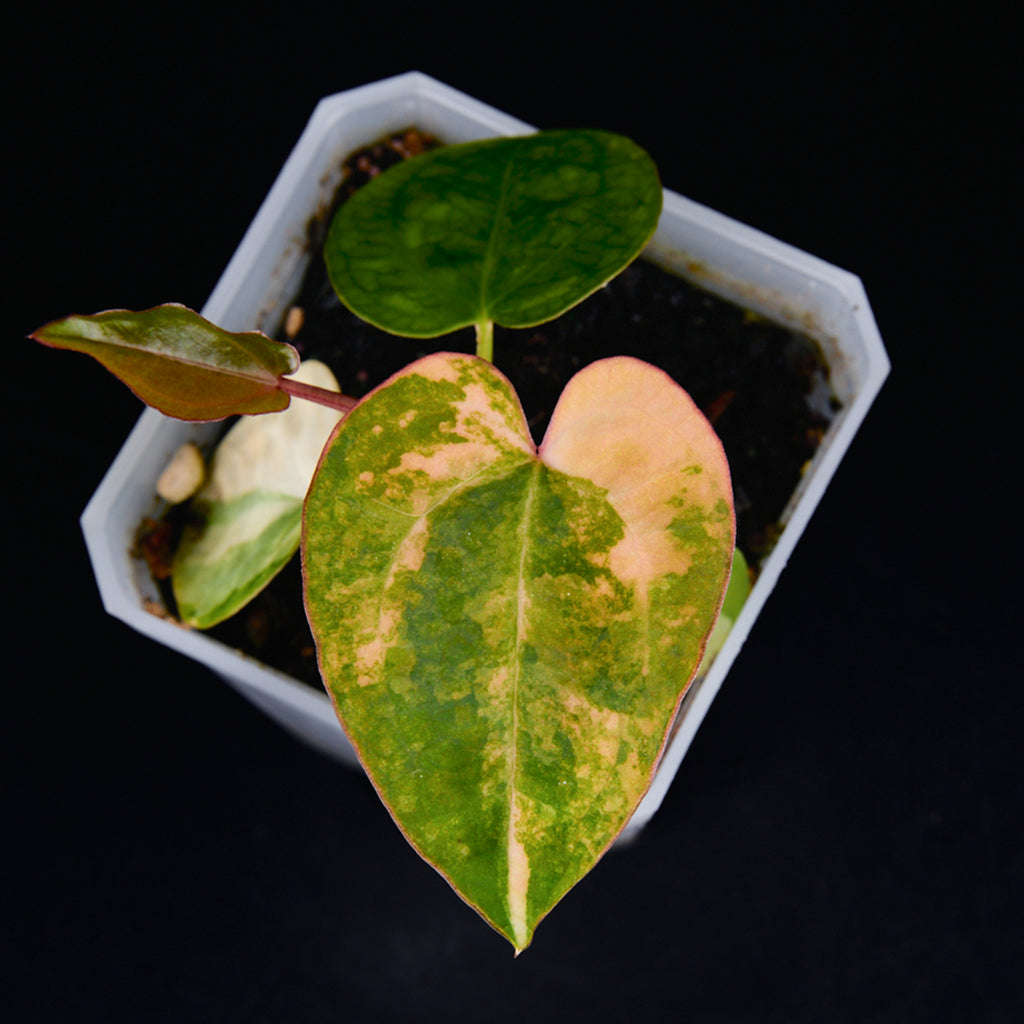 Anthurium 'AM2(Sunset)' x AOS Seedlings