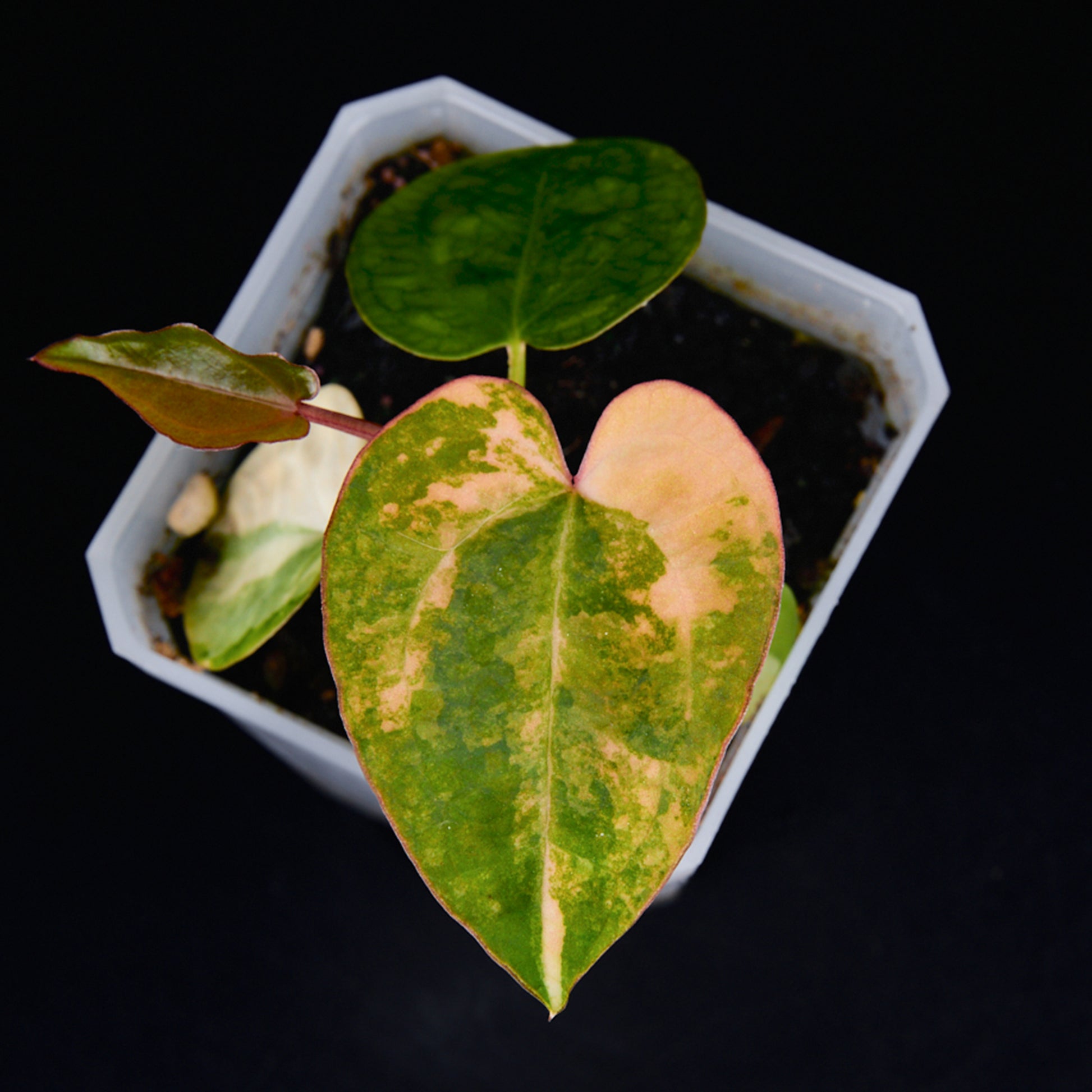 Anthurium 'AM2(Sunset)' x AOS Seedlings