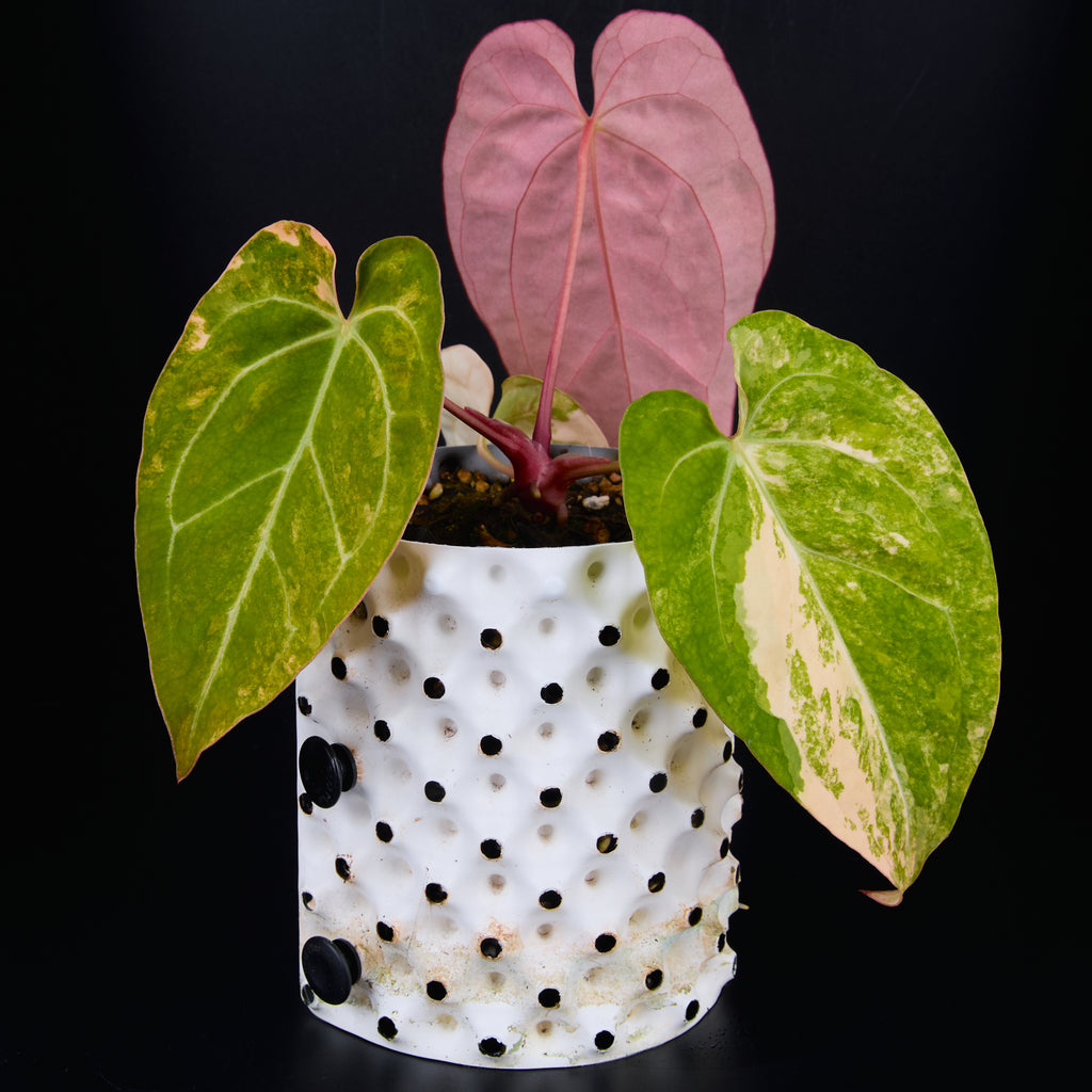 Anthurium 'AM2(Sunset)' x AOS A