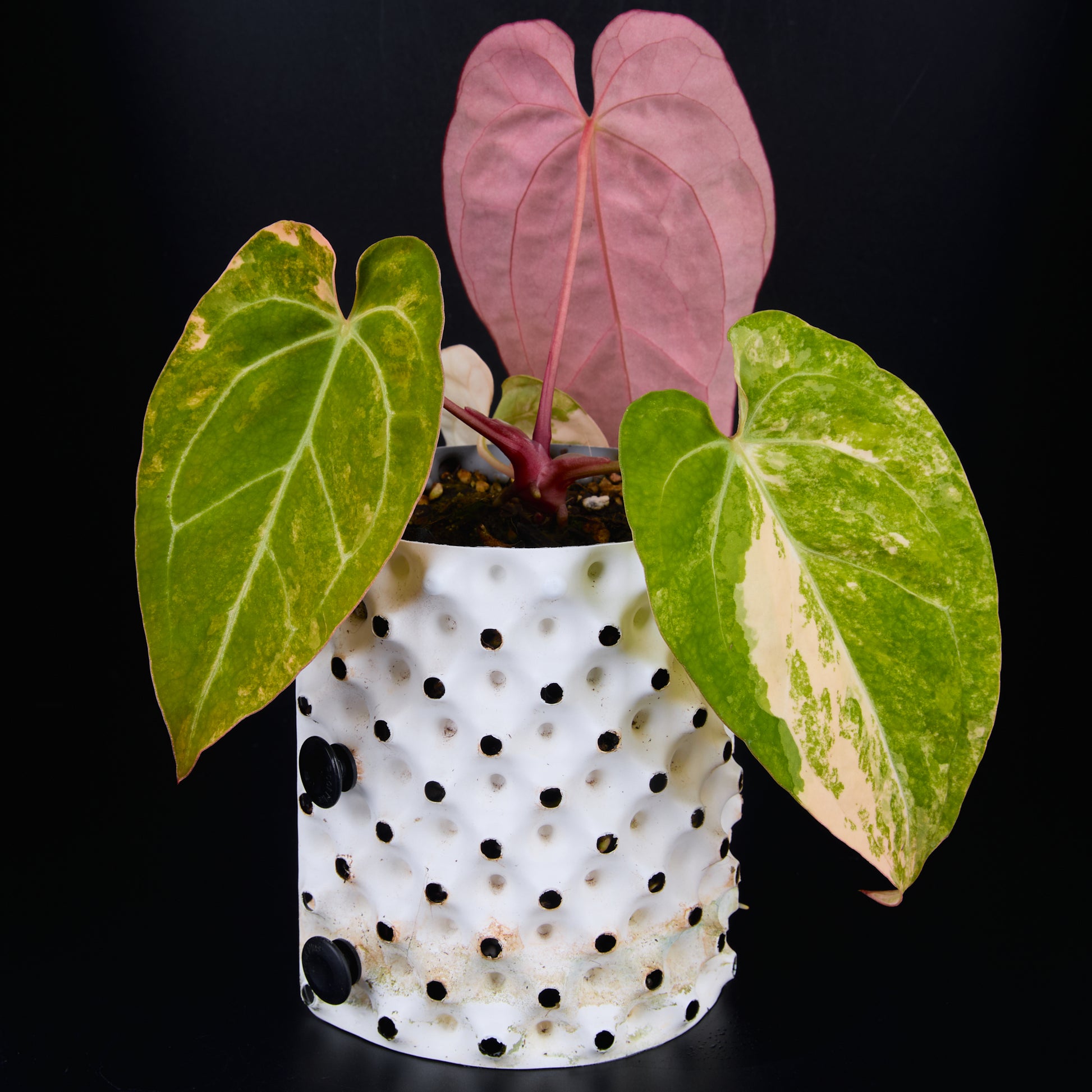 Anthurium 'AM2(Sunset)' x AOS A