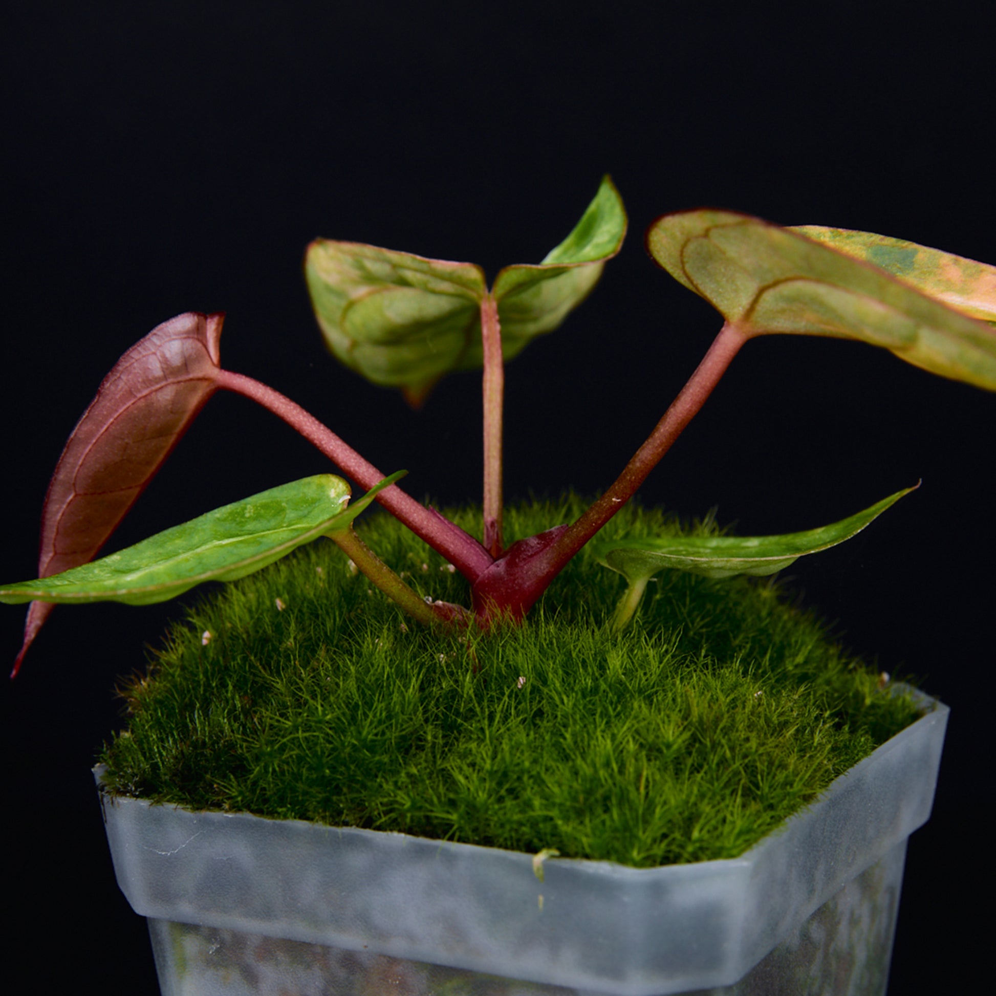 Anthurium 'AM2(Sunset)' Seedlings