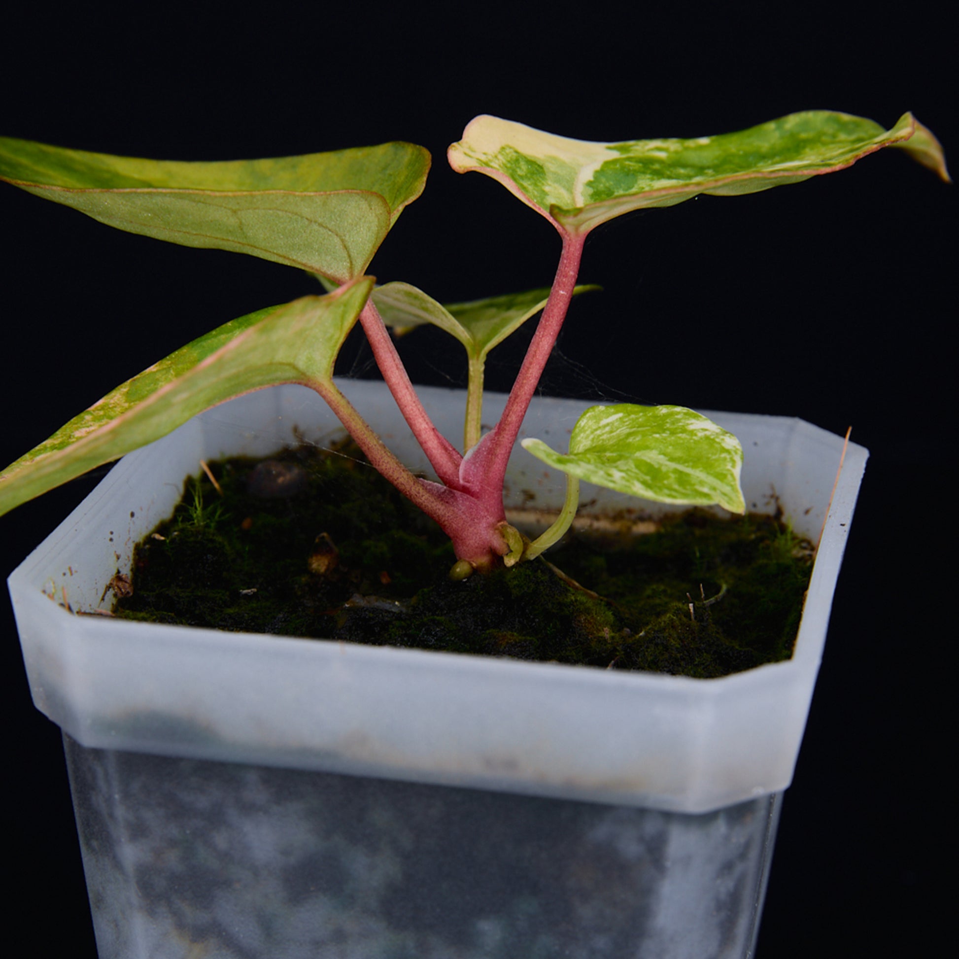 Anthurium 'AM2(Sunset)' x magnificum Seedlings