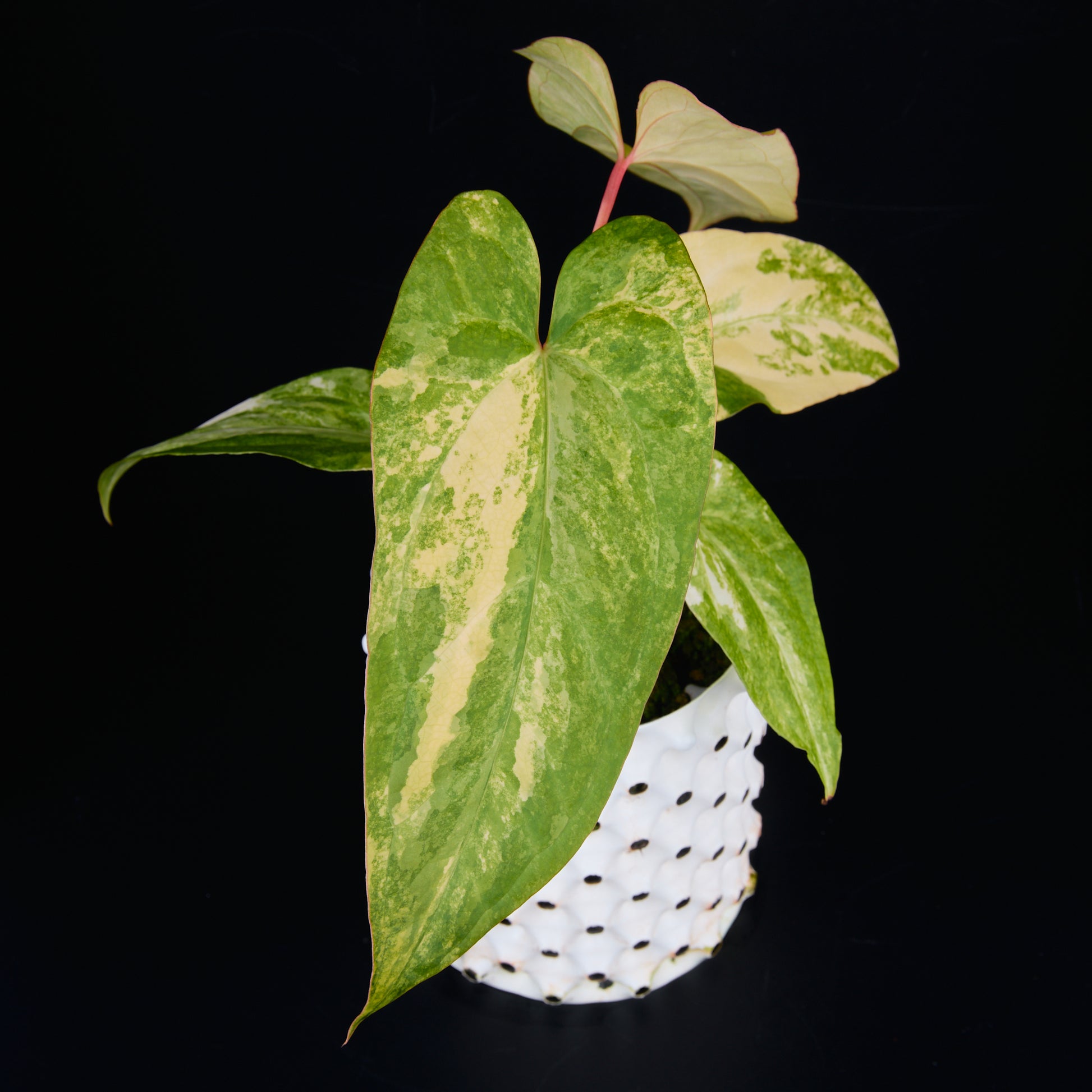 Anthurium 'AM1(Kaiser)' x subsignatum A