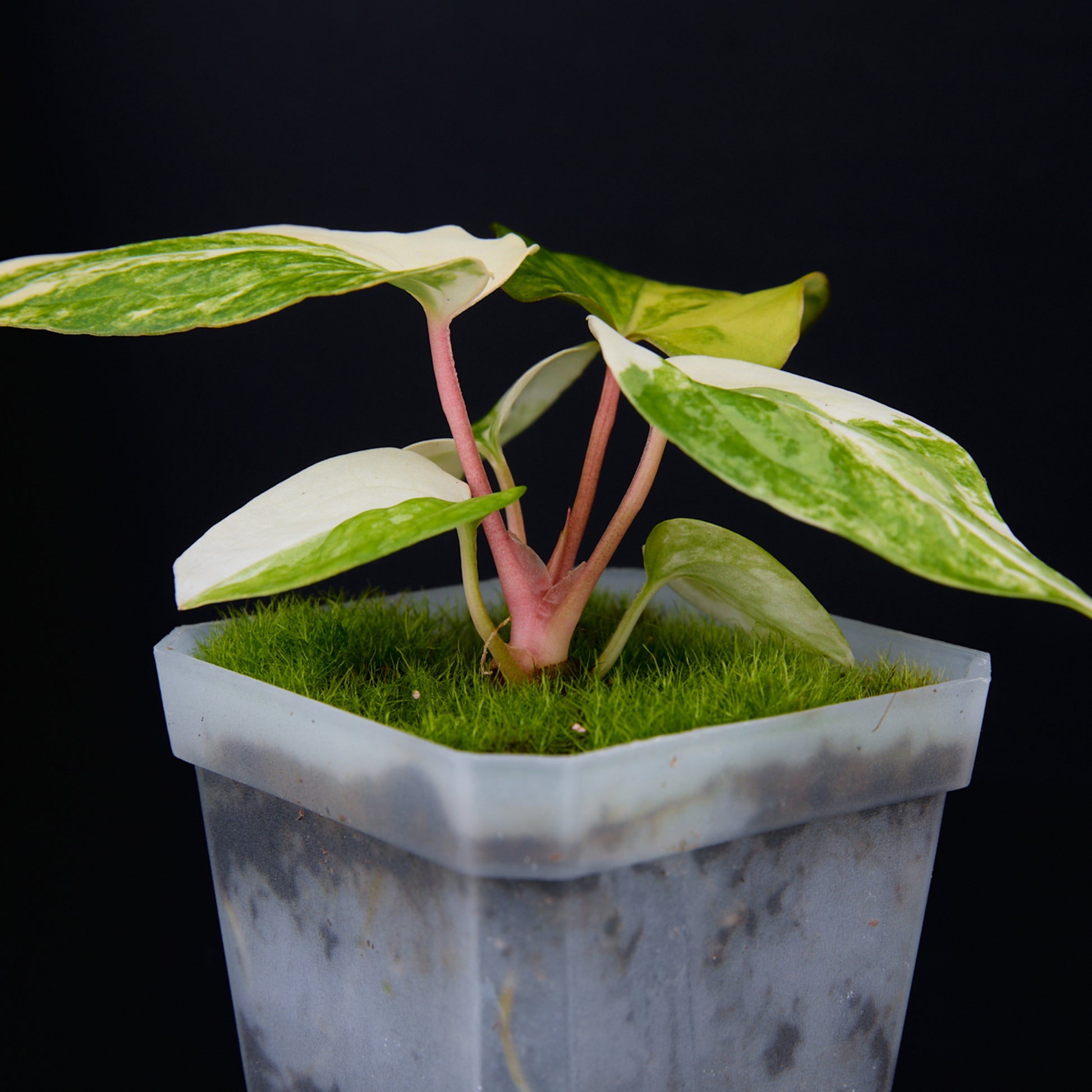 Anthurium 'AM2(Sunset)' x subsignatum Seedlings