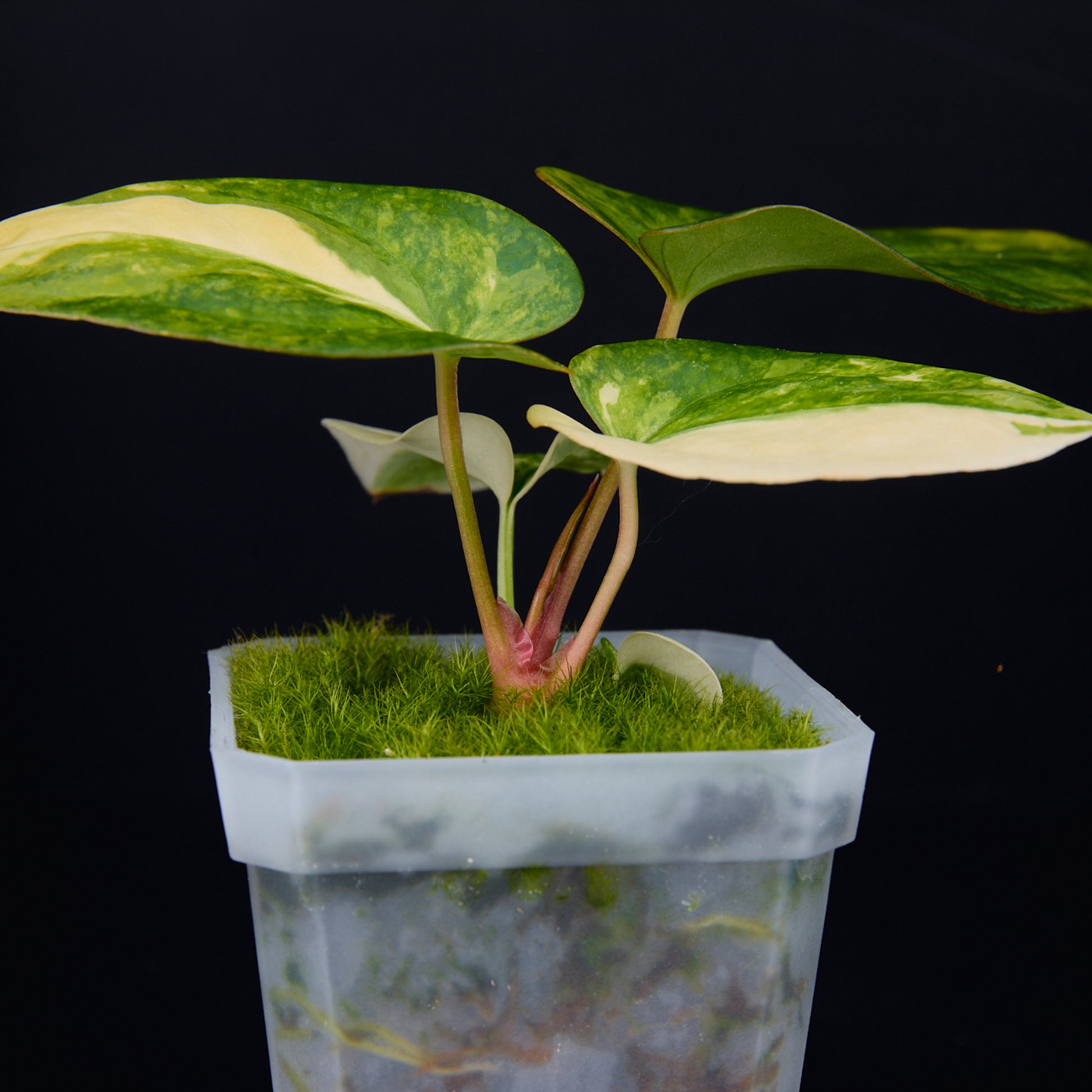 Anthurium 'AM1(Kaiser)' x subsignatum Seedlings