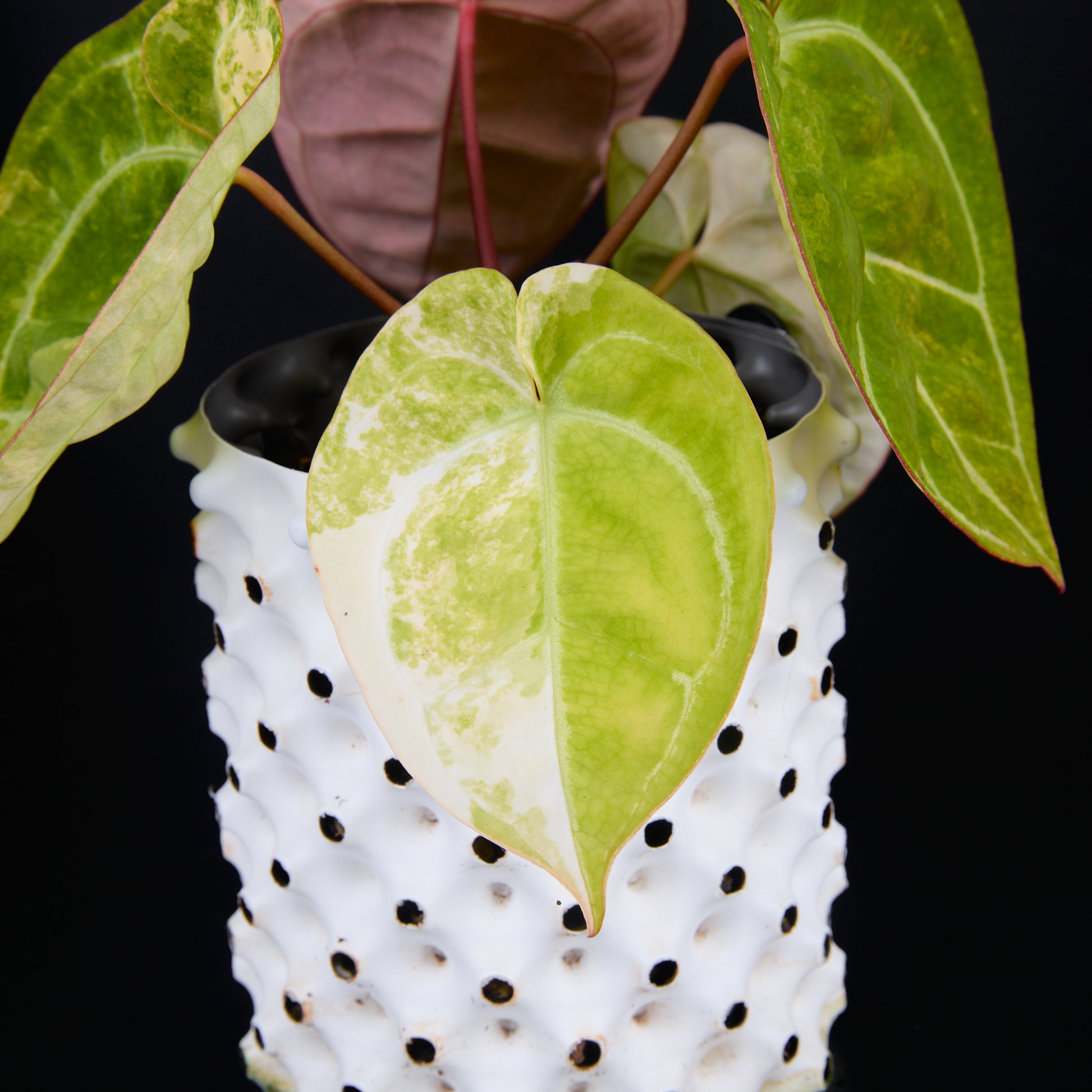 Anthurium 'AM2(Sunset)' A