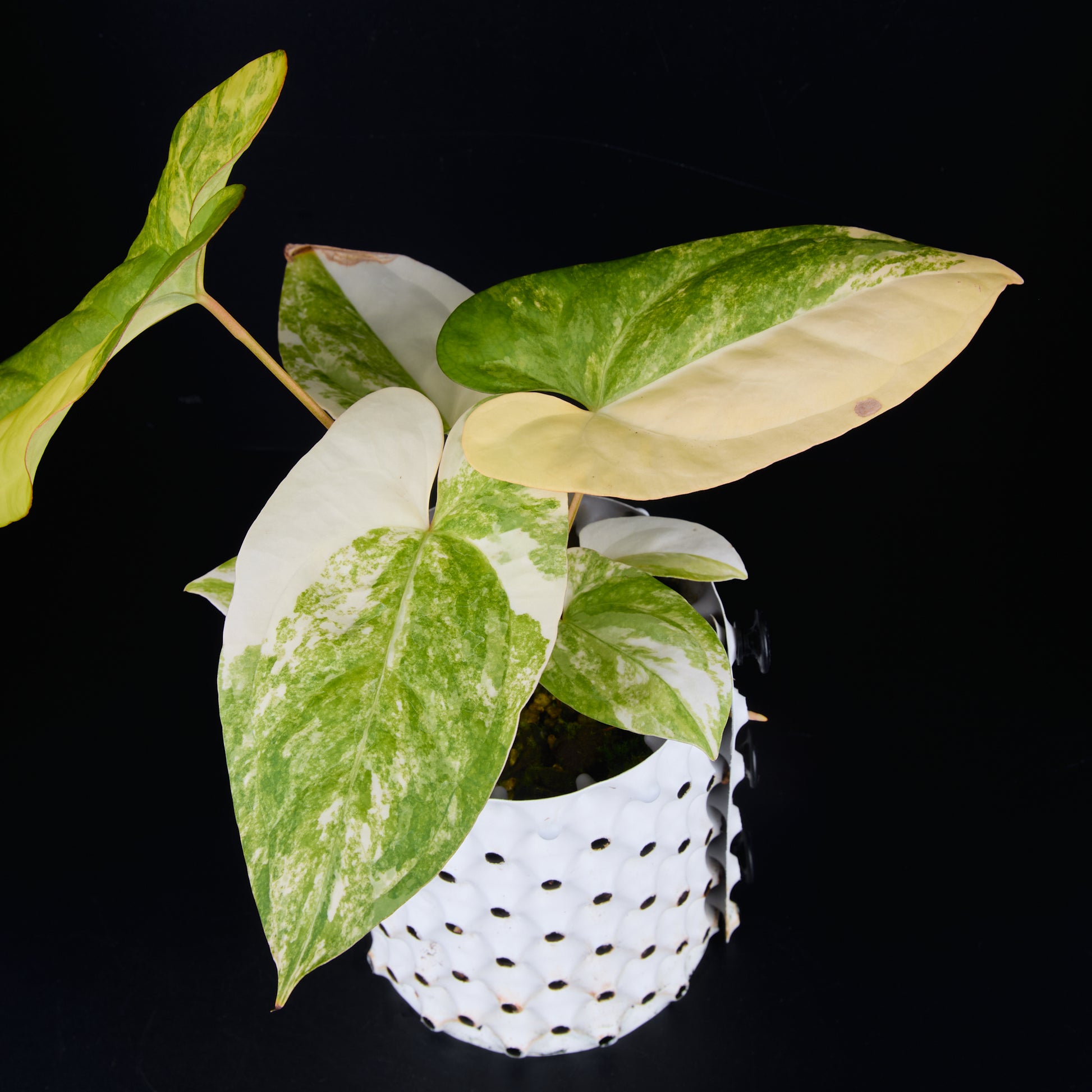 Anthurium 'AM1(Kaiser)' x subsignatum A