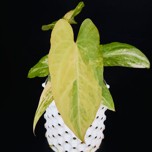 Anthurium 'AM1(Kaiser)' x subsignatum A