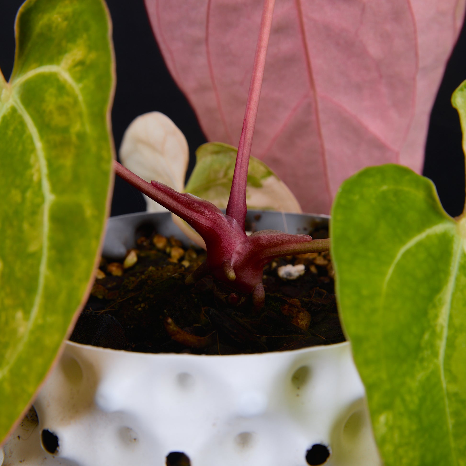 Anthurium 'AM2(Sunset)' x AOS A