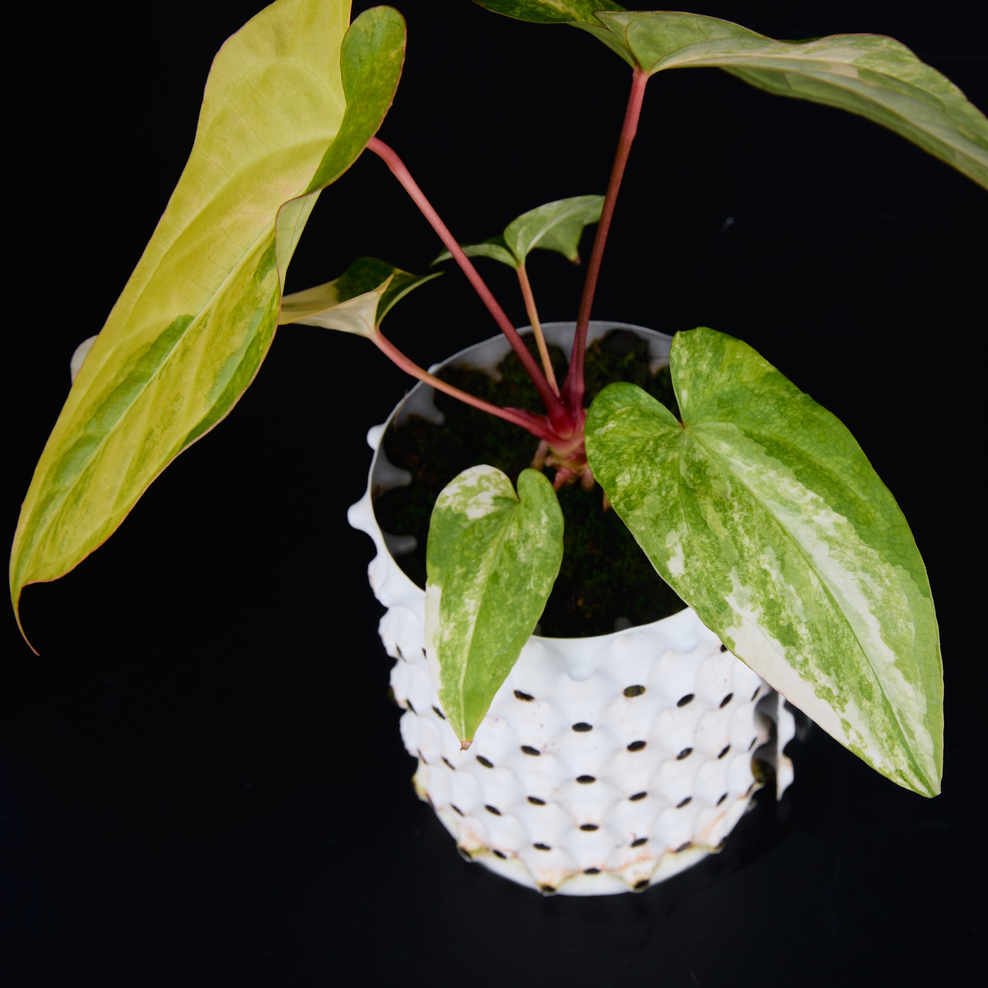 Anthurium 'AM1(Kaiser)' x subsignatum A