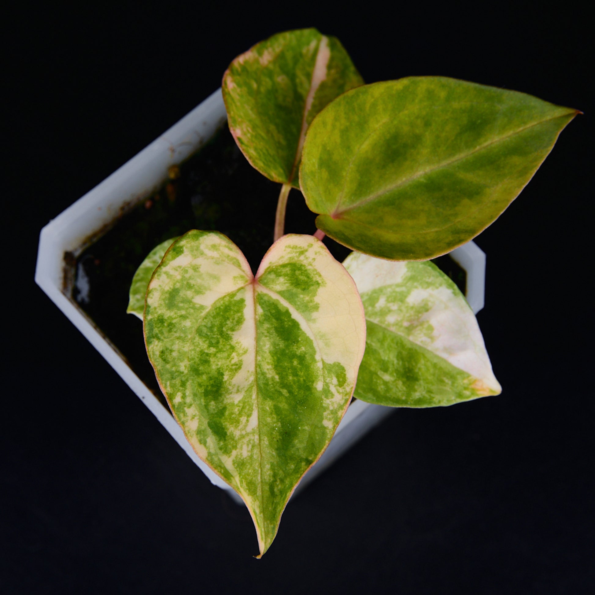 Anthurium 'AM2(Sunset)' x magnificum Seedlings