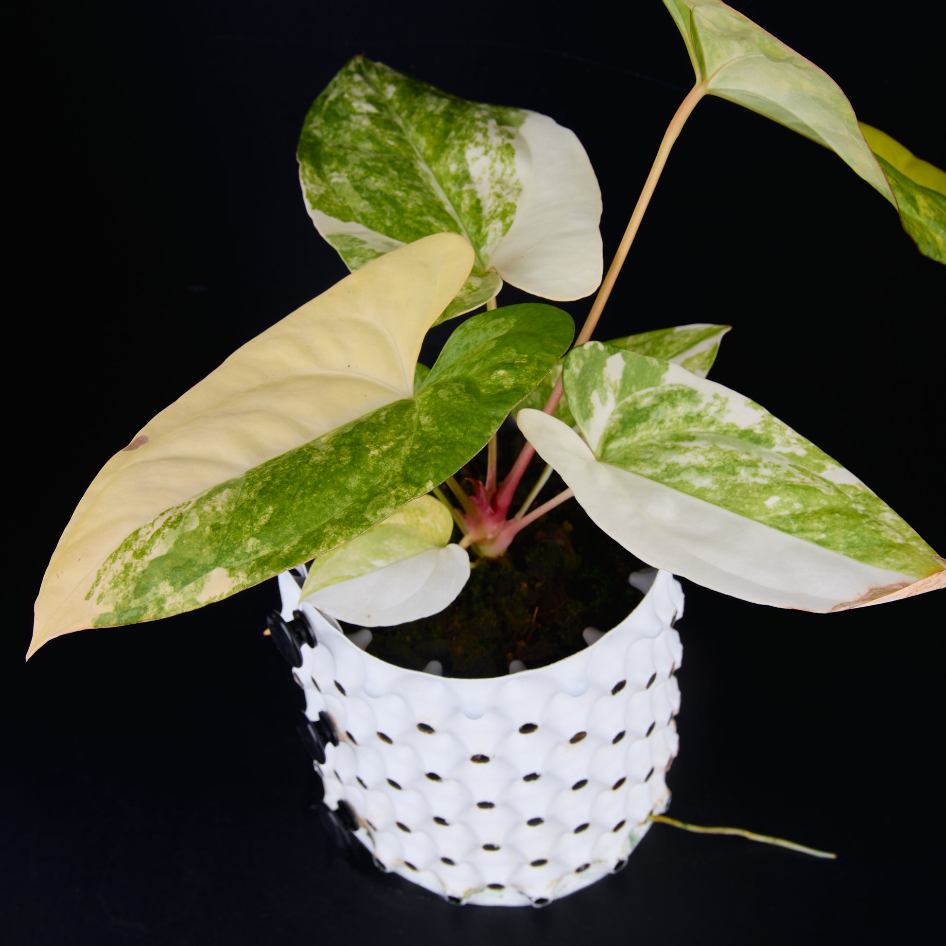 Anthurium 'AM1(Kaiser)' x subsignatum A