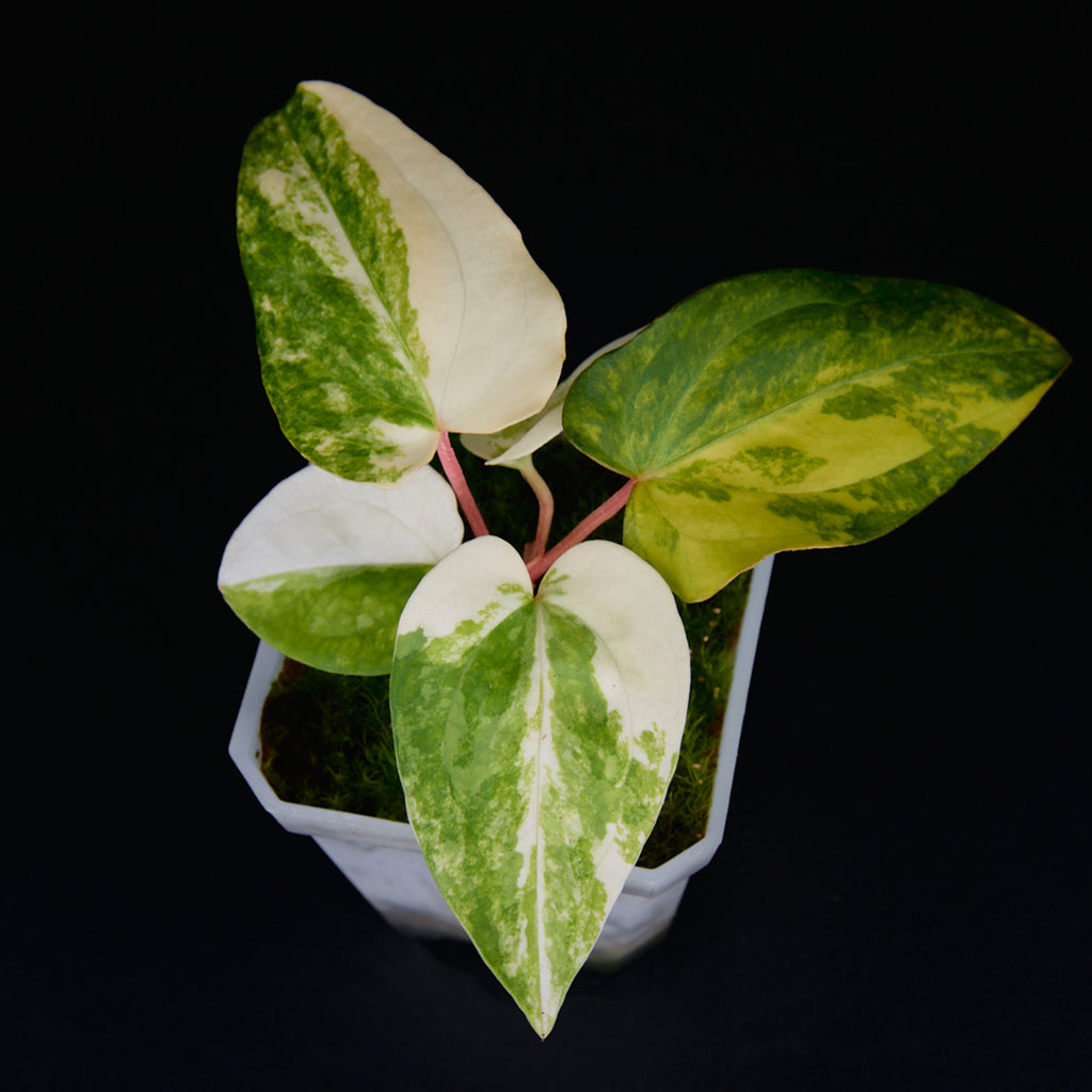 Anthurium 'AM2(Sunset)' x subsignatum Seedlings