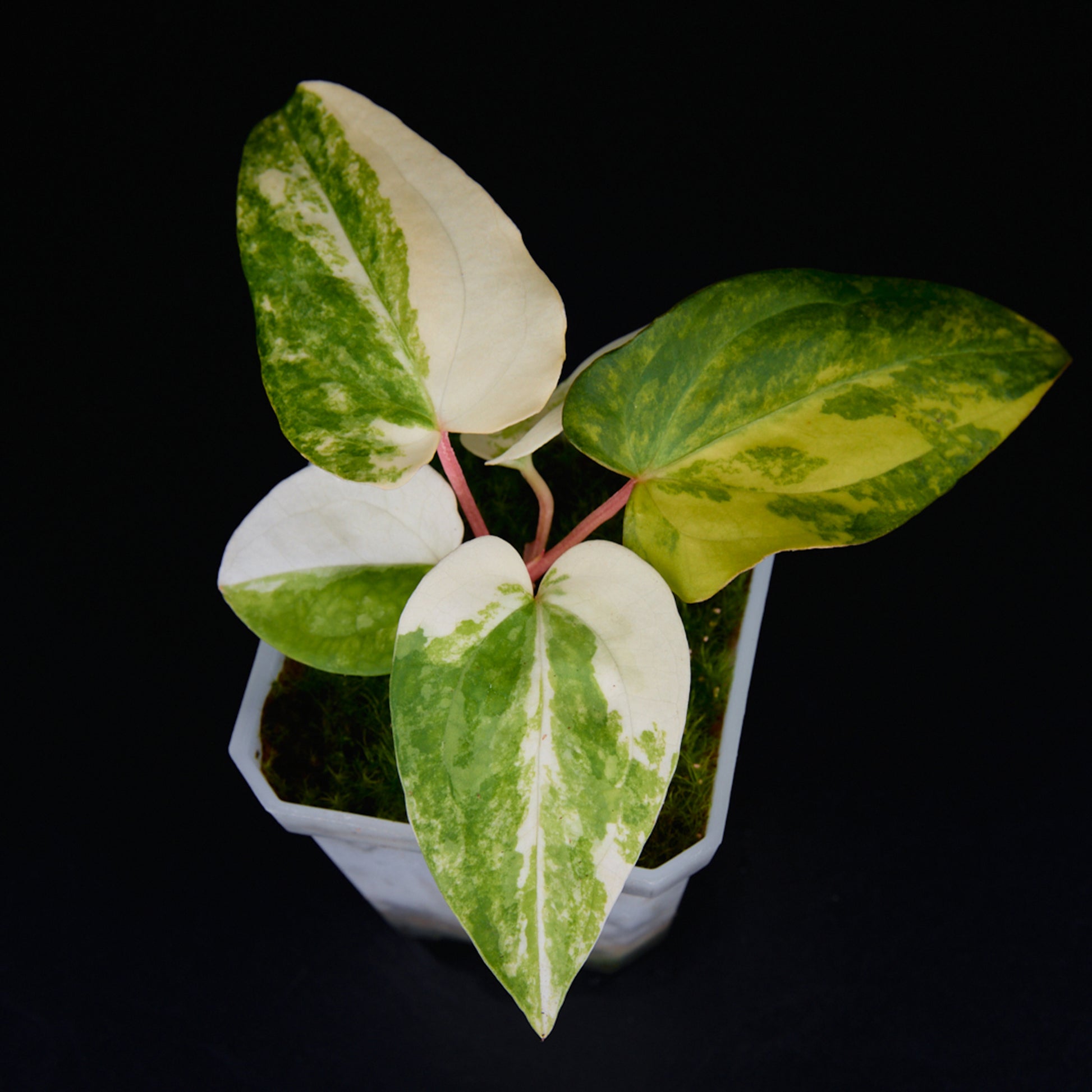 Anthurium 'AM2(Sunset)' x subsignatum Seedlings
