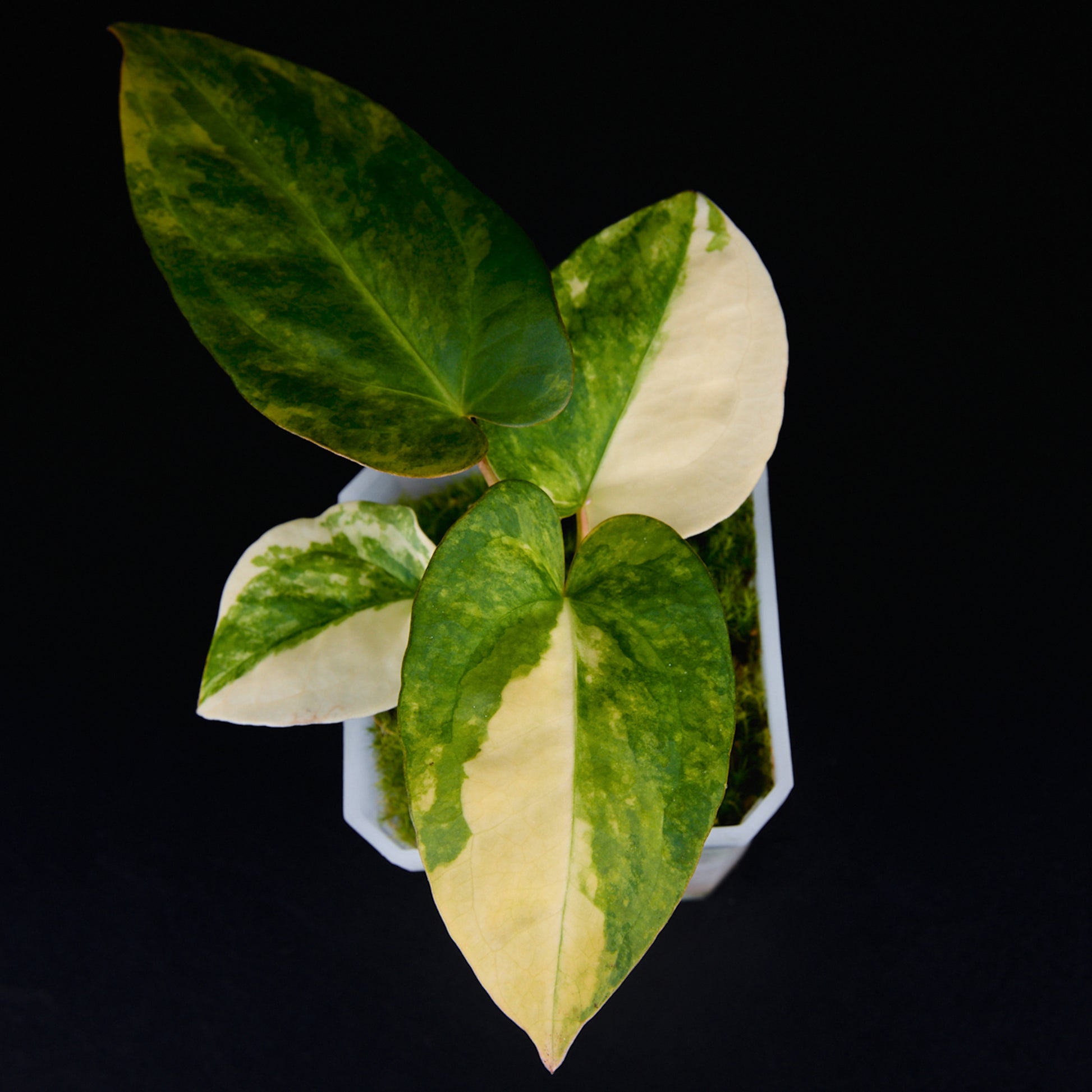 Anthurium 'AM1(Kaiser)' x subsignatum Seedlings