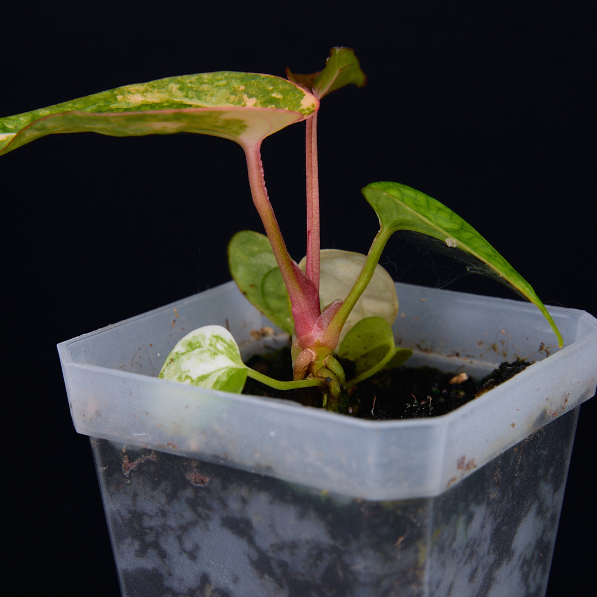 Anthurium 'AM2(Sunset)' x AOS Seedlings