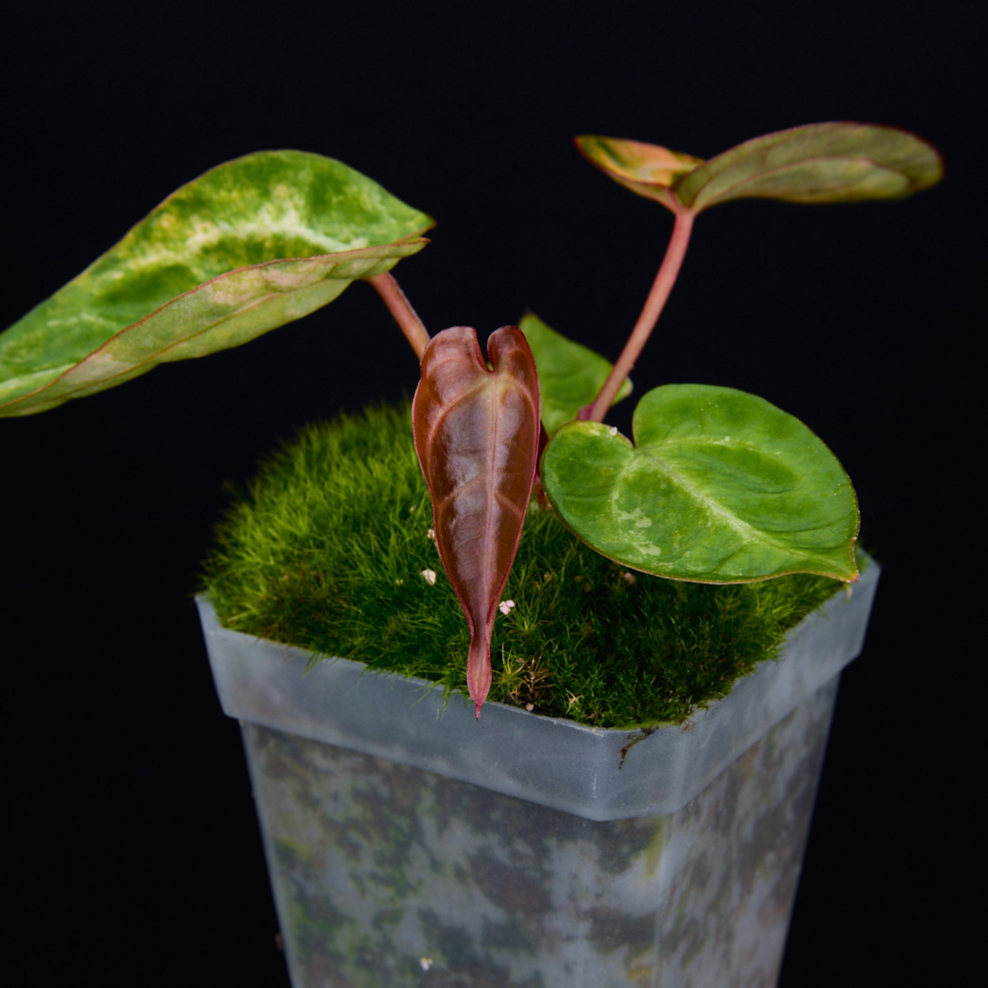Anthurium 'AM2(Sunset)' Seedlings