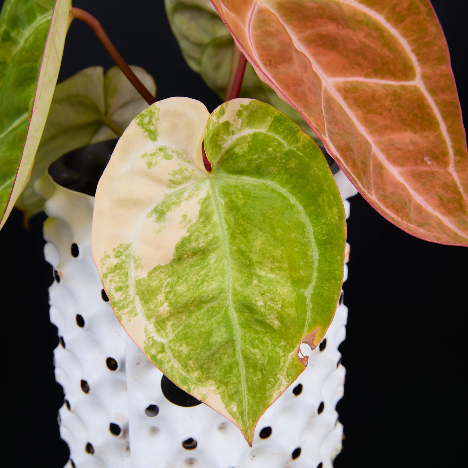 Anthurium 'AM2(Sunset)' A