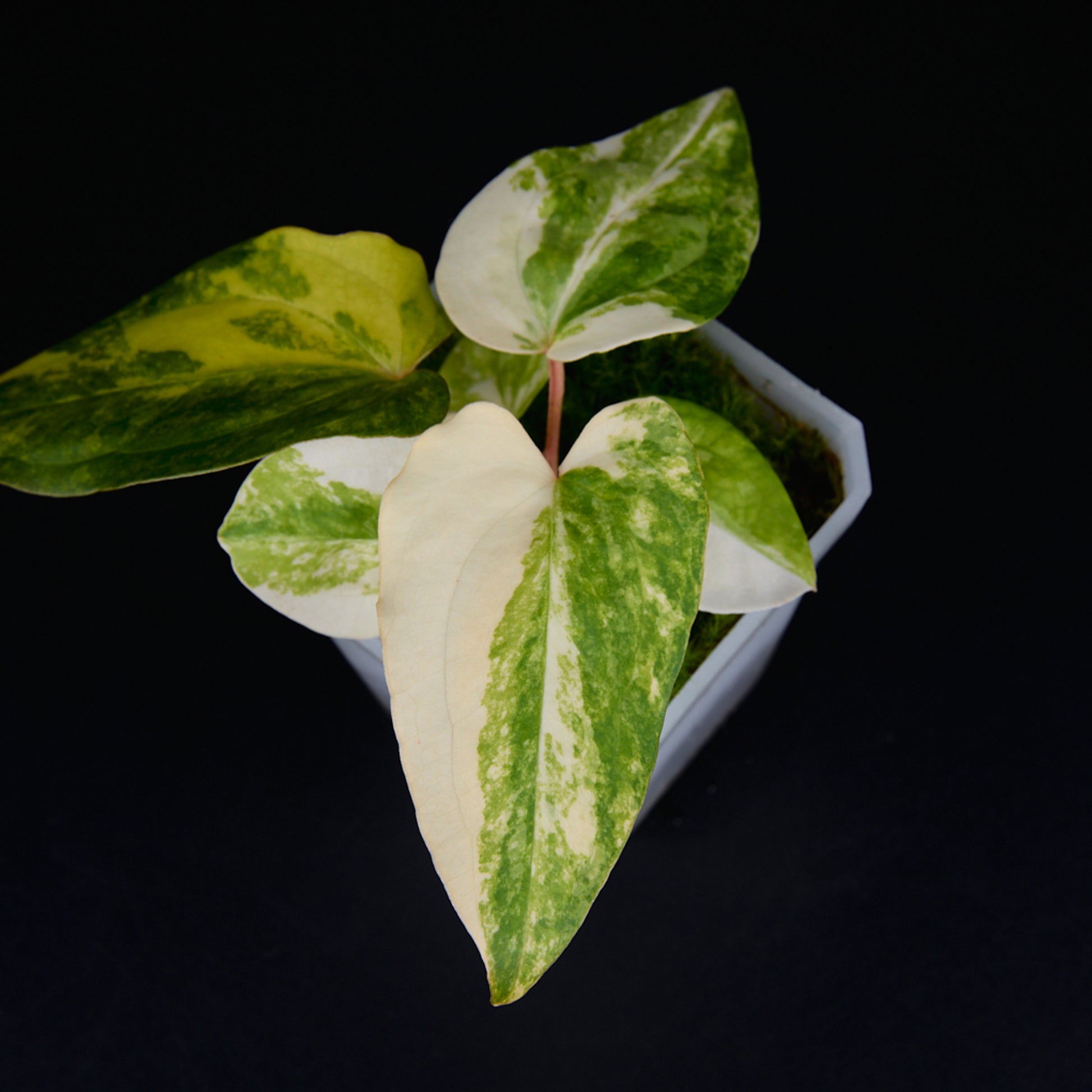 Anthurium 'AM2(Sunset)' x subsignatum Seedlings