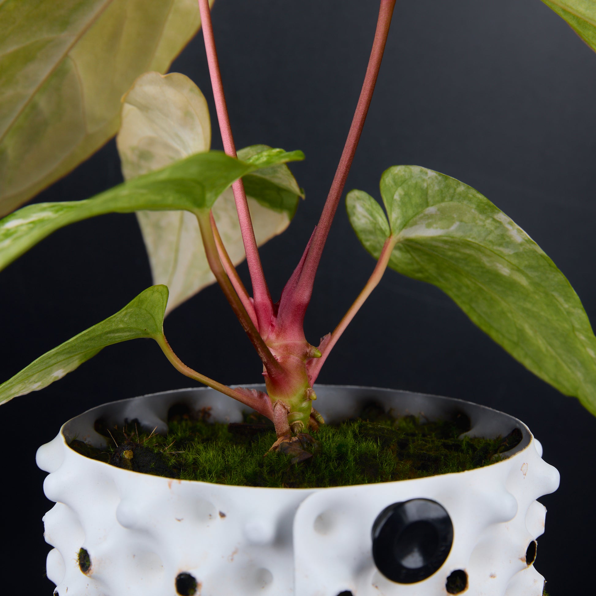 Anthurium 'AM1(Kaiser)' x subsignatum A