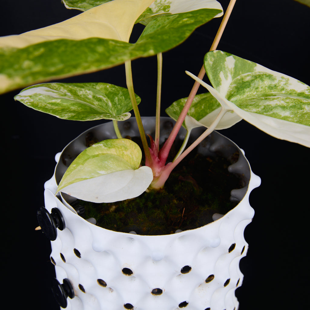 Anthurium 'AM1(Kaiser)' x subsignatum A