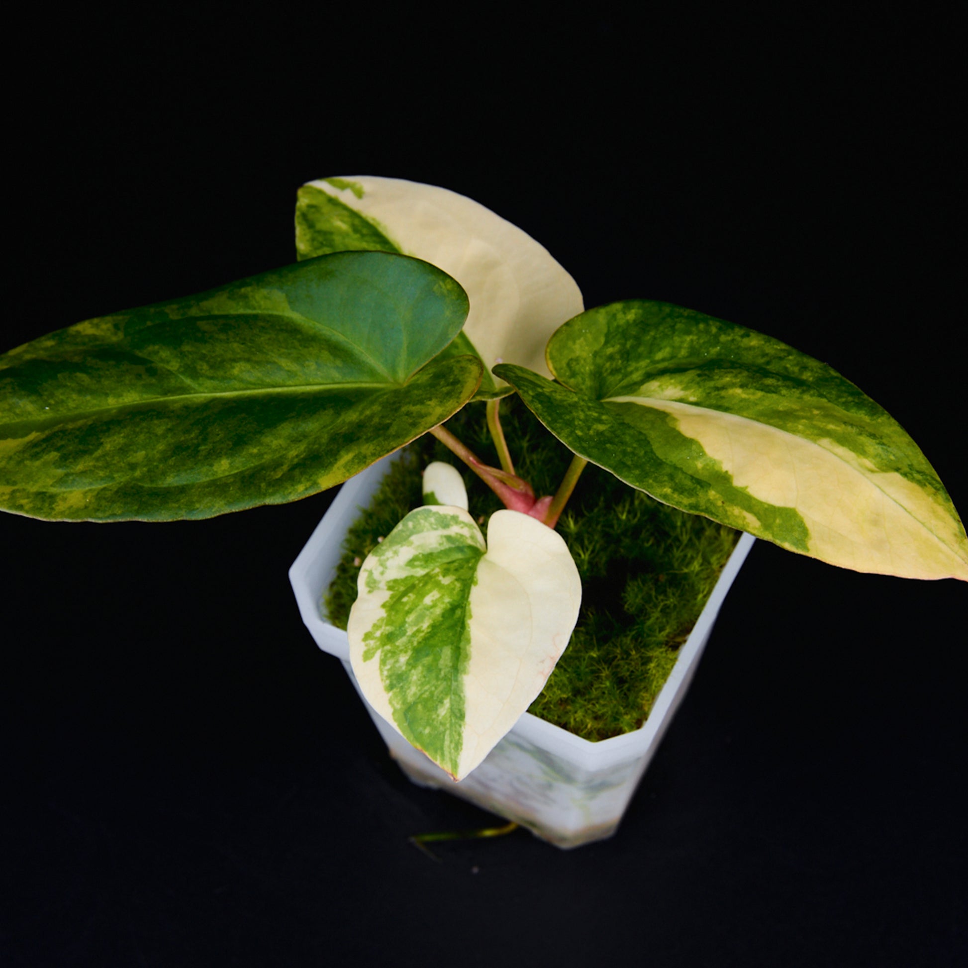 Anthurium 'AM1(Kaiser)' x subsignatum Seedlings