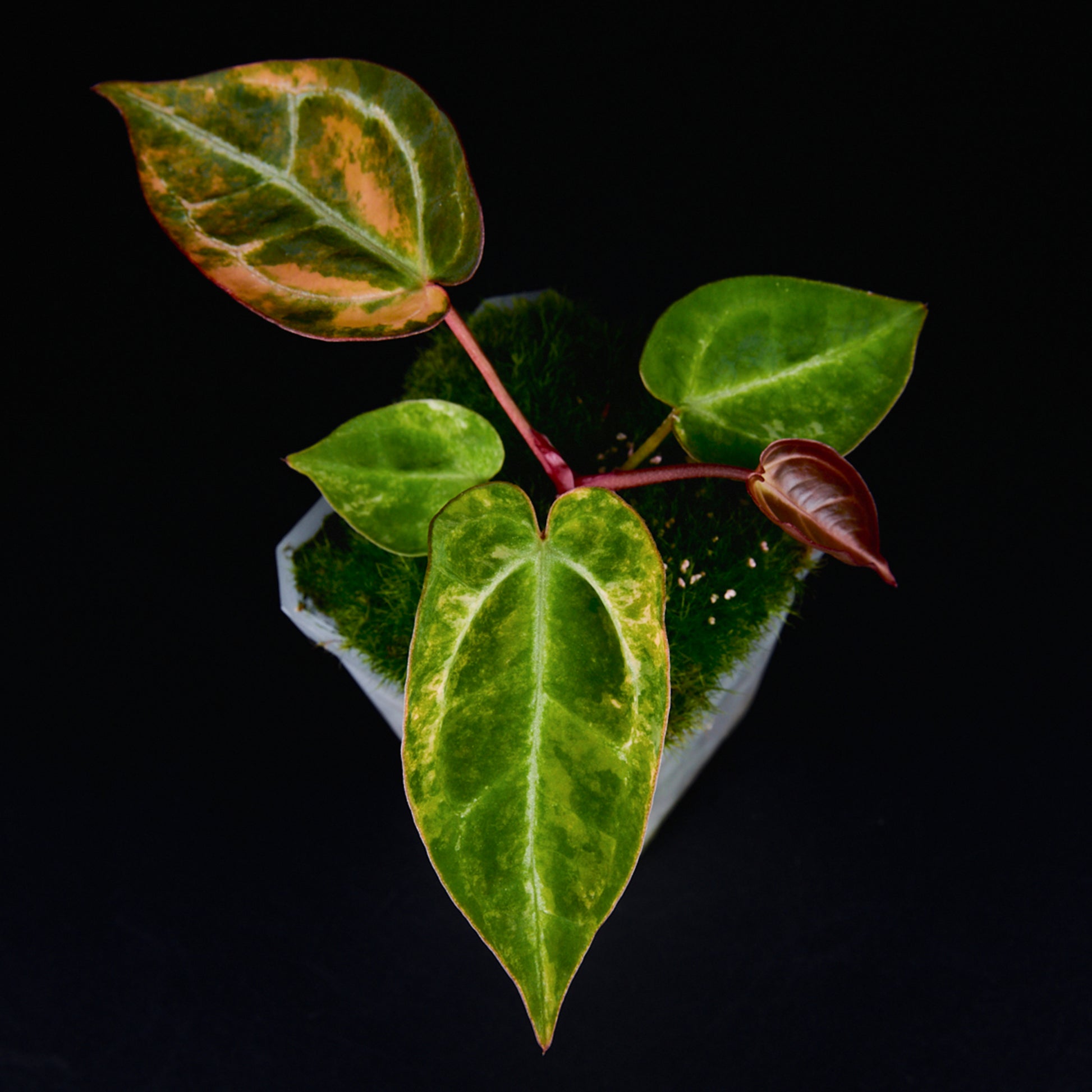Anthurium 'AM2(Sunset)' Seedlings
