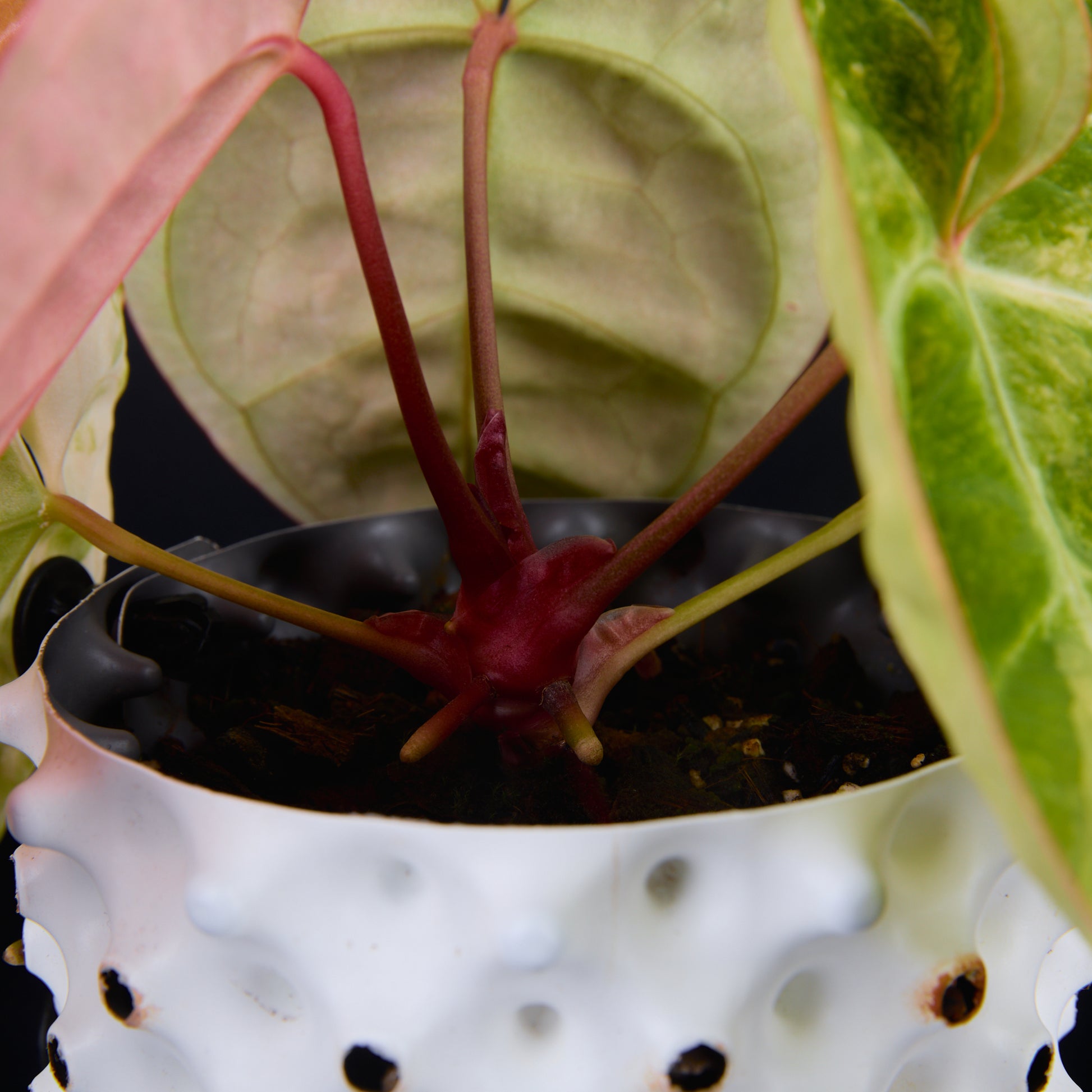 Anthurium 'AM2(Sunset)' A
