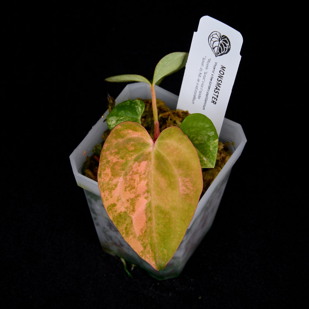 Anthurium Phoenix x Ree Gardens pap. seedlings #2