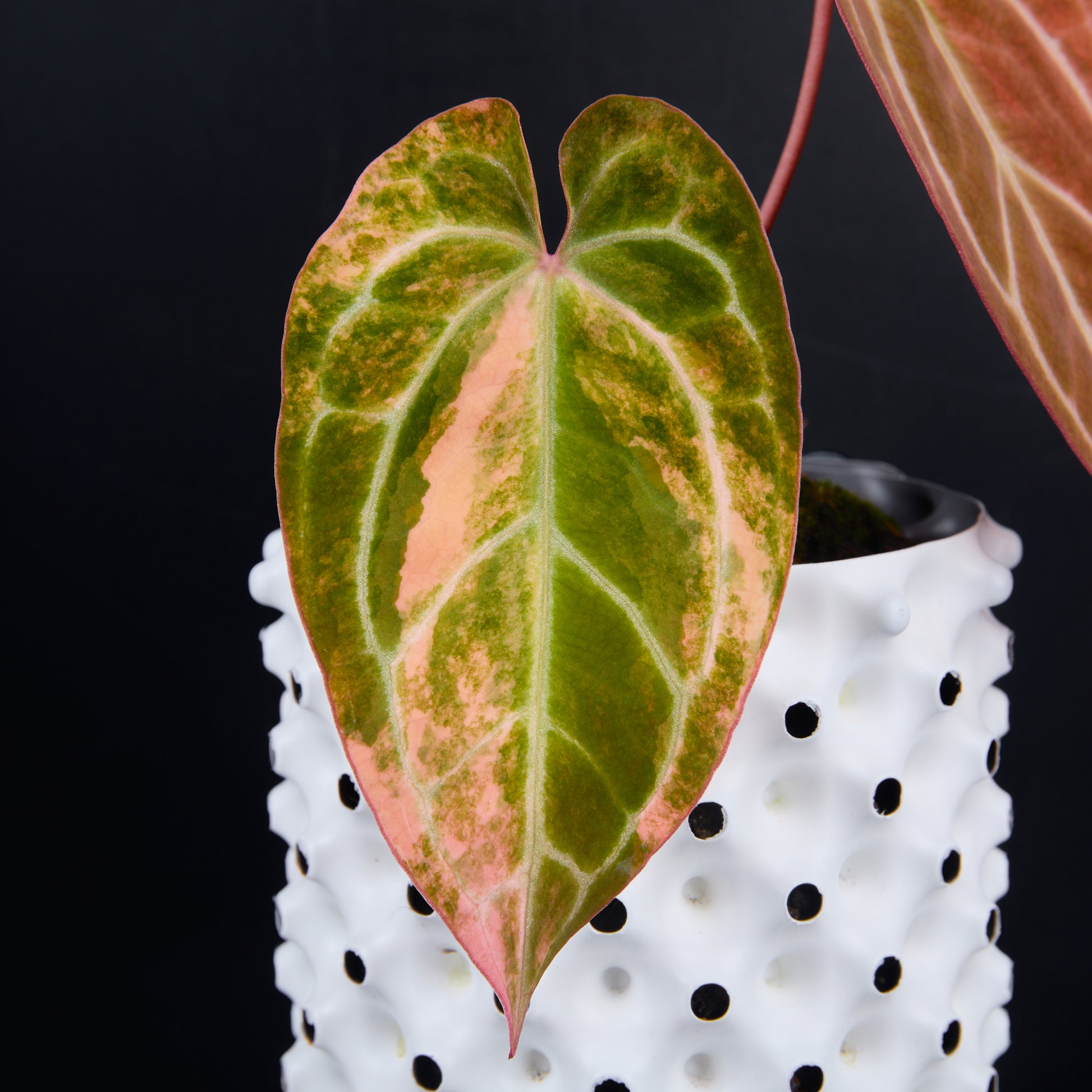 Anthurium 'AM2(Sunset)' x silver blush A